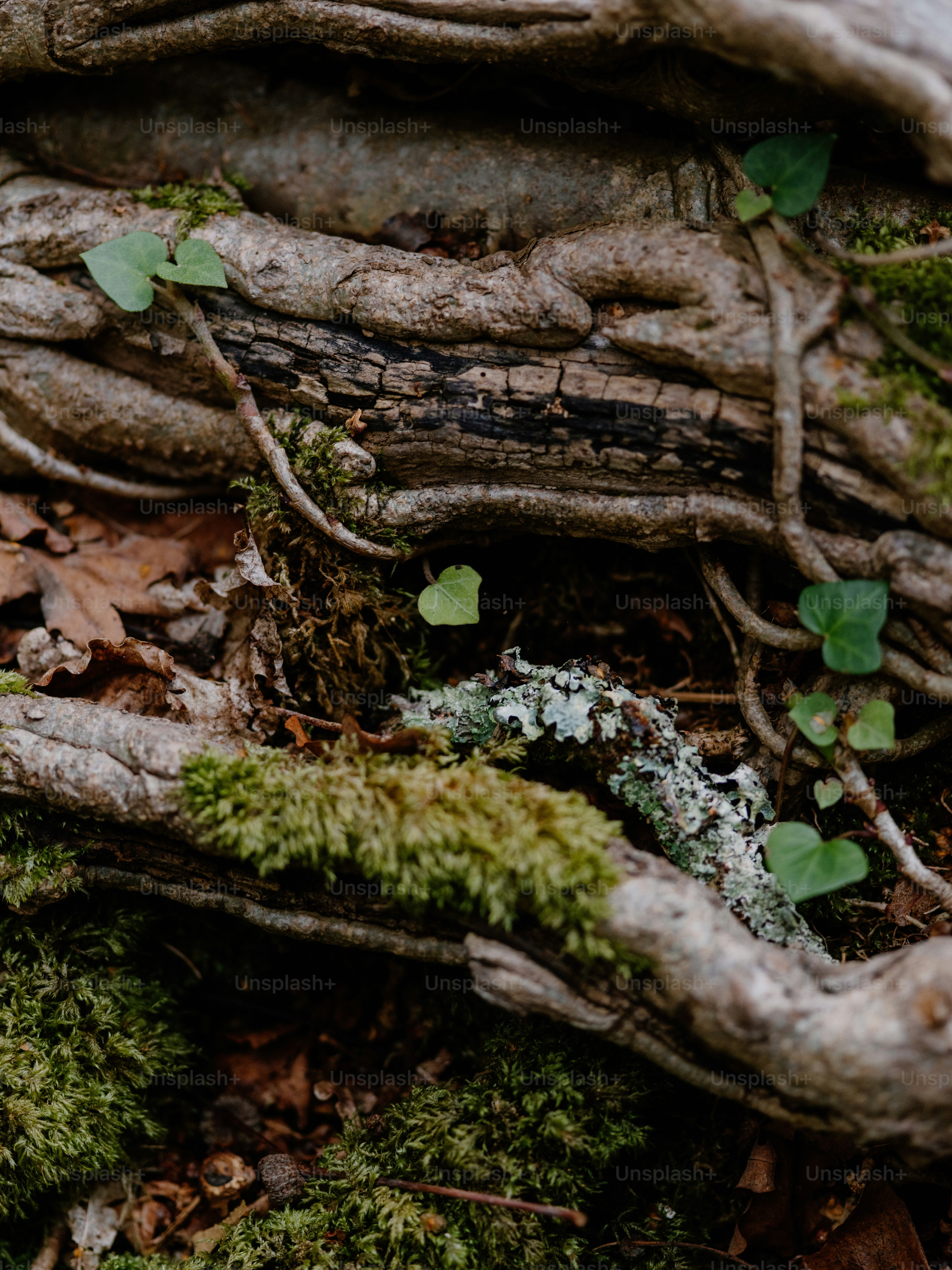 Close-up of gnarled tree roots covered in moss and ivy