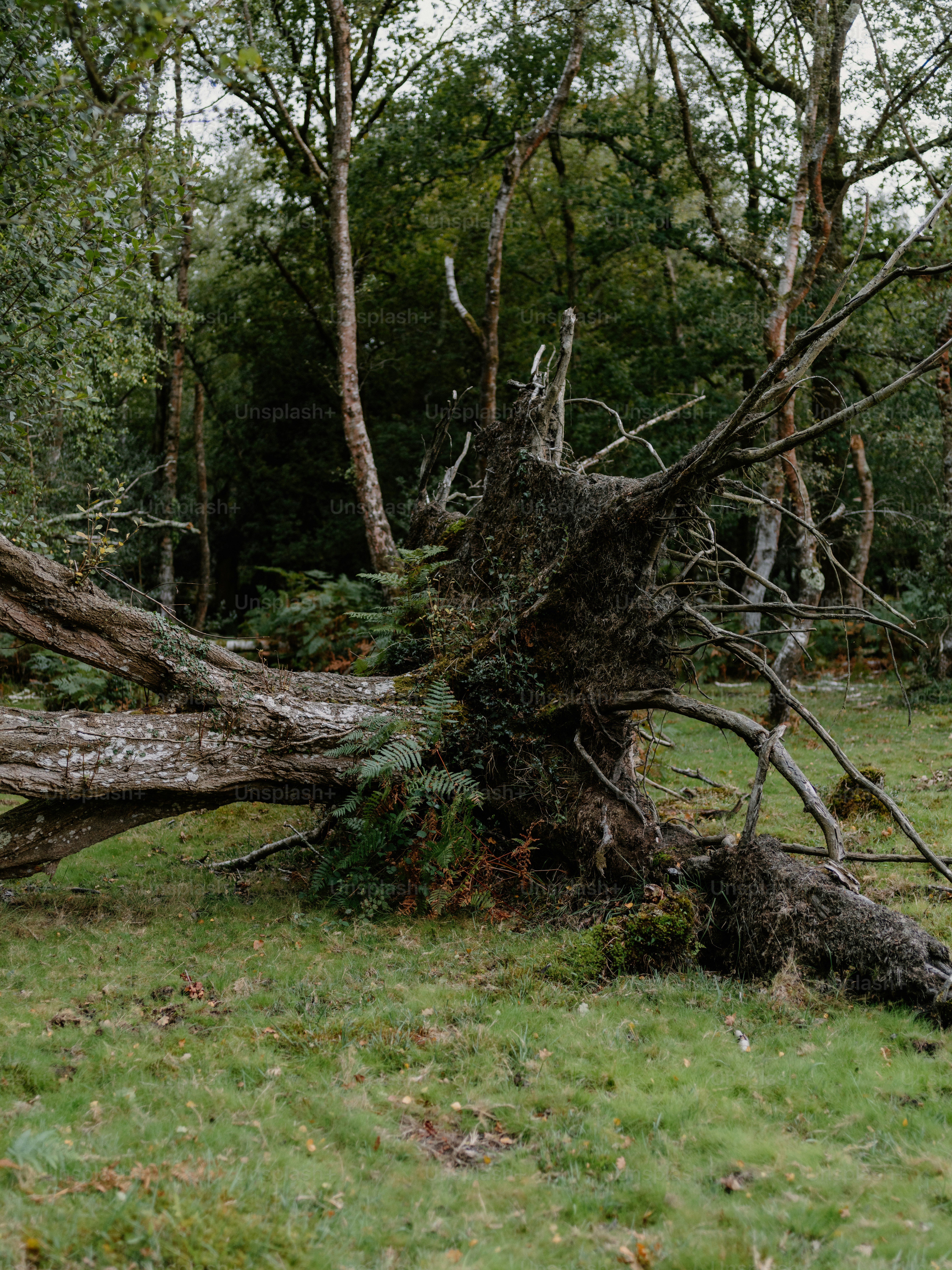 Fallen tree with exposed roots in a forest