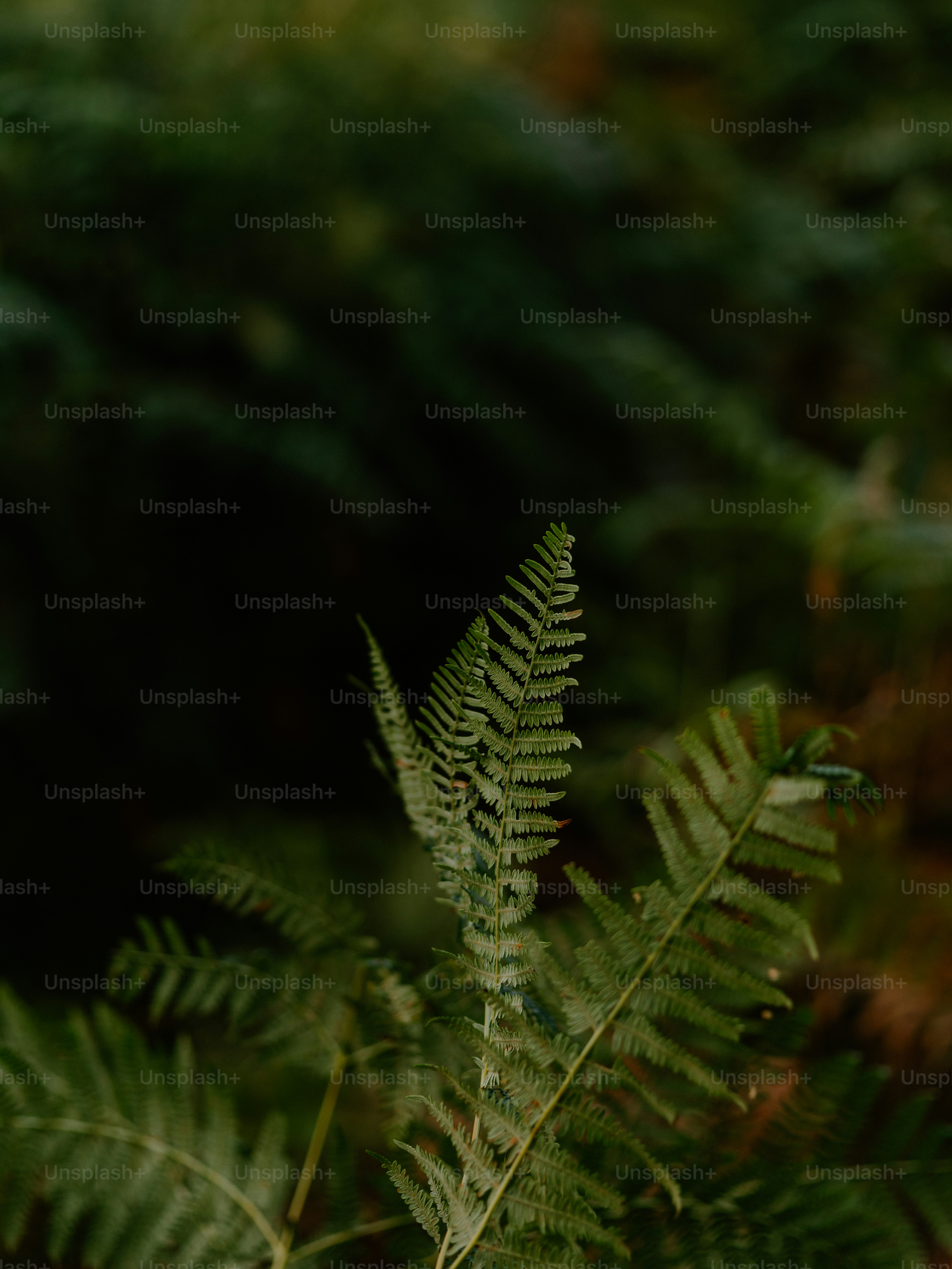Un primo piano di fronde di felce verde in una foresta.