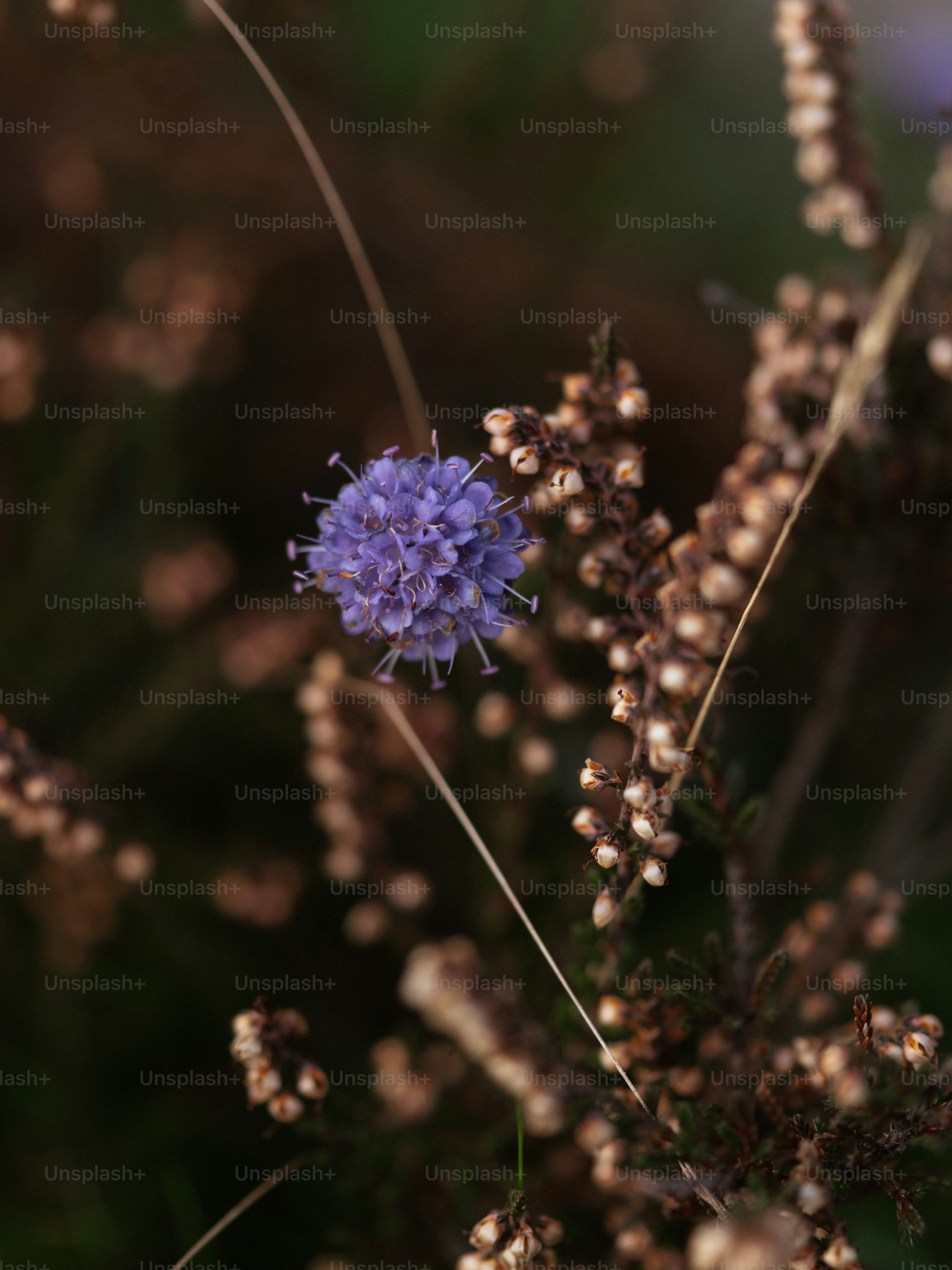 Une seule fleur violette avec des tiges brunes séchées