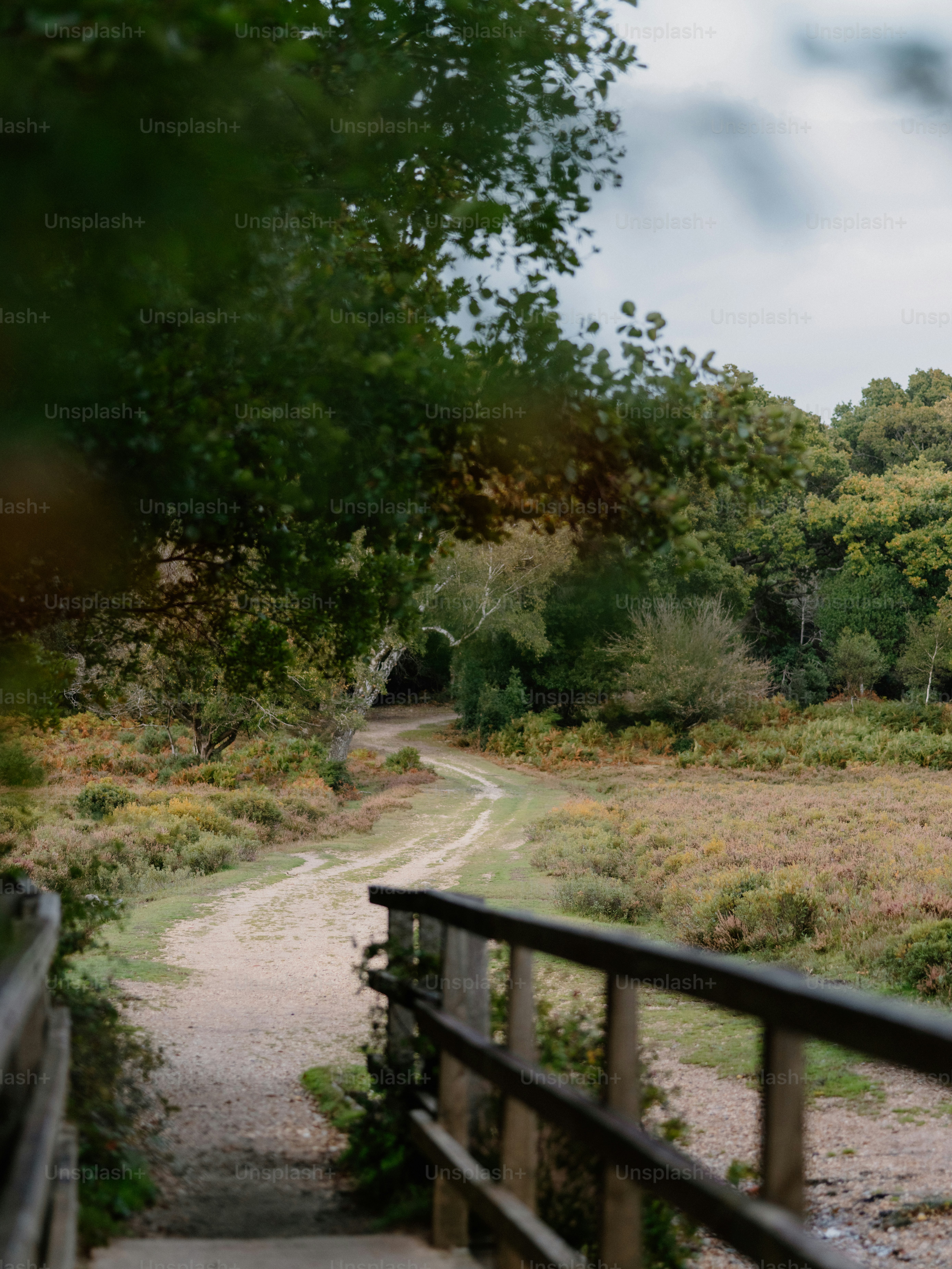 A winding dirt path through a forest landscape.