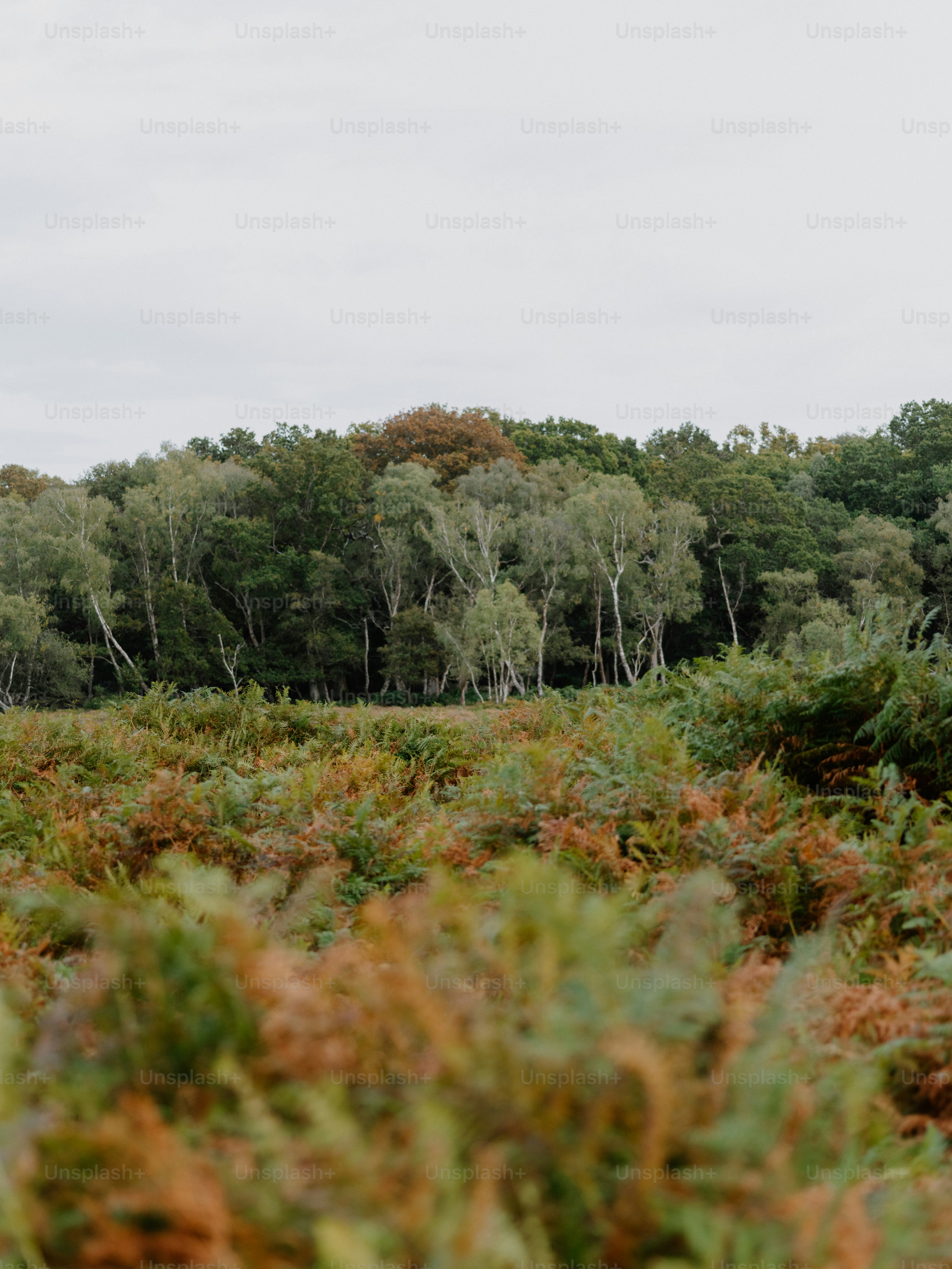 Autumnal ferns in the foreground with a forest backdrop.