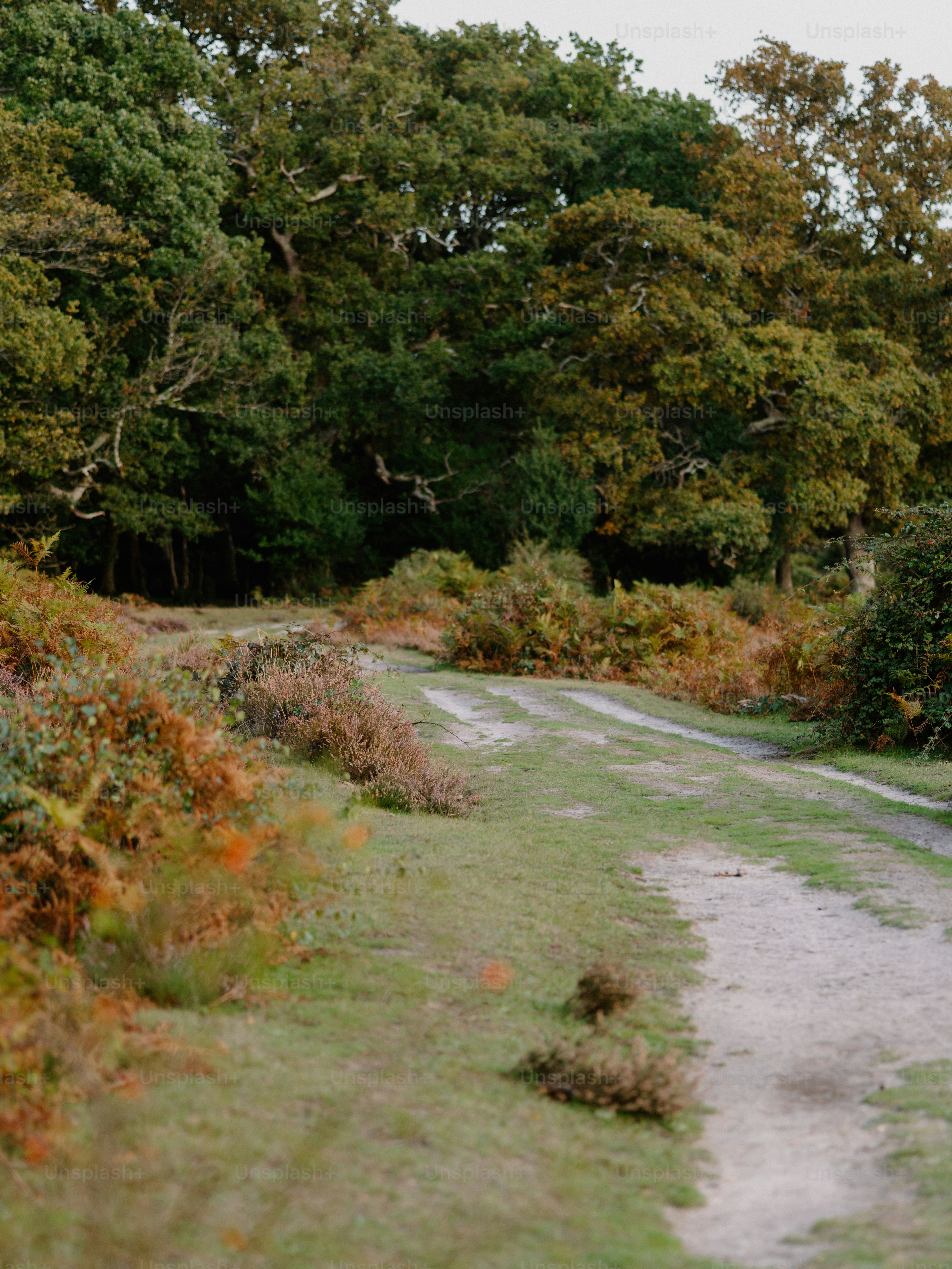 A dirt path winds through a forest with autumn foliage.