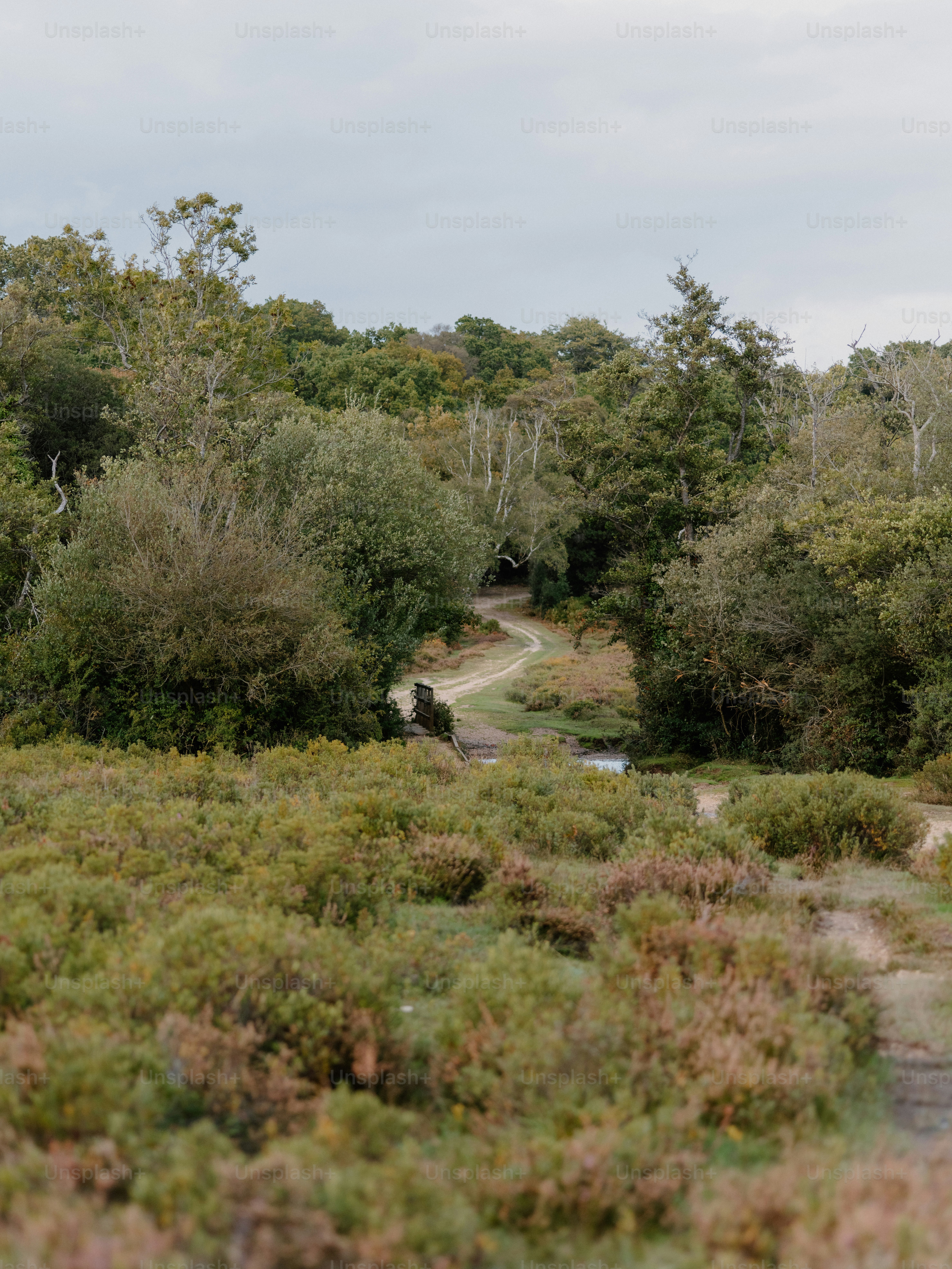 Winding path through lush green forest and heathland