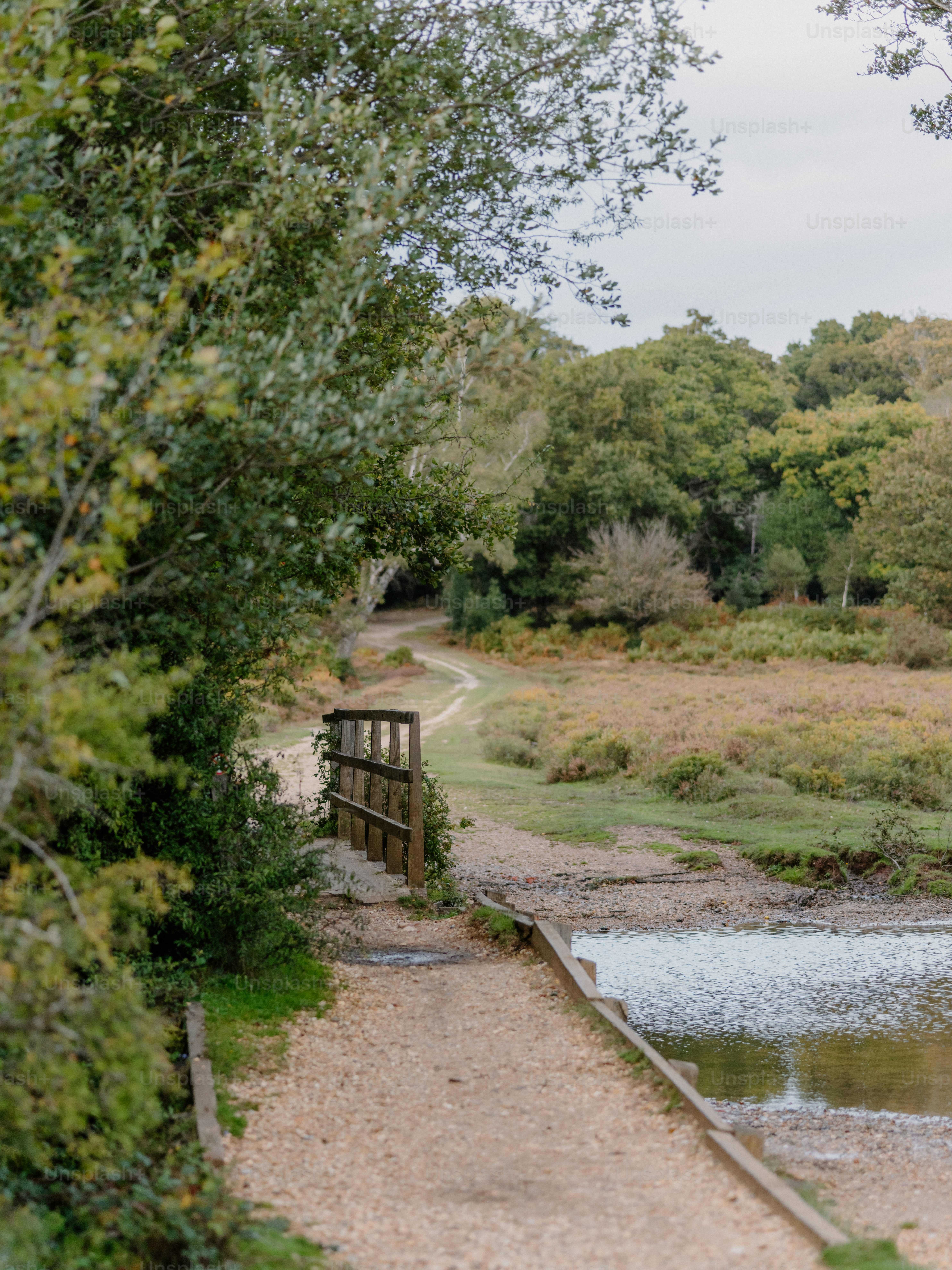 Pont en bois au-dessus d’un ruisseau dans une forêt