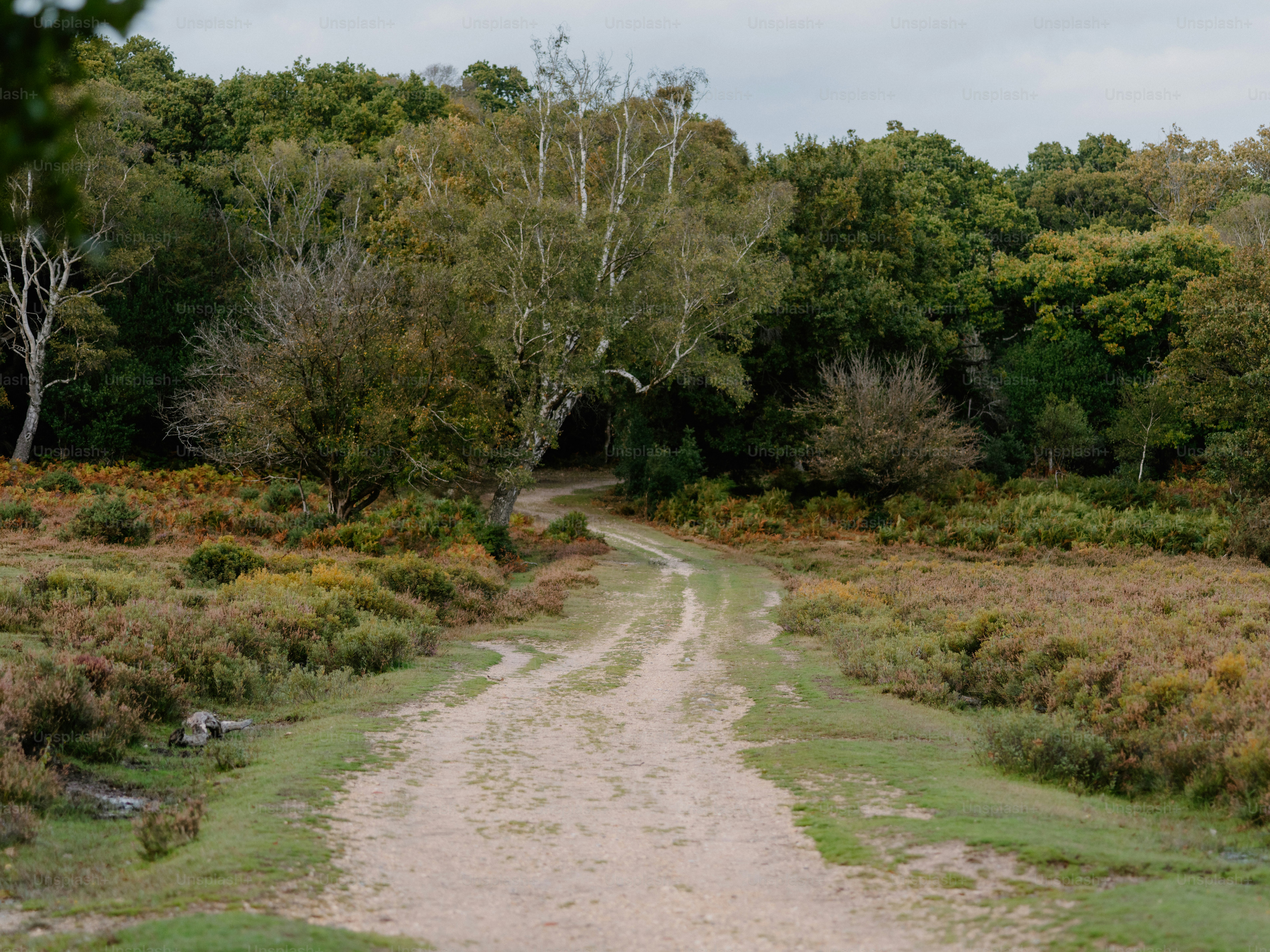 Dirt path winding through a forest clearing