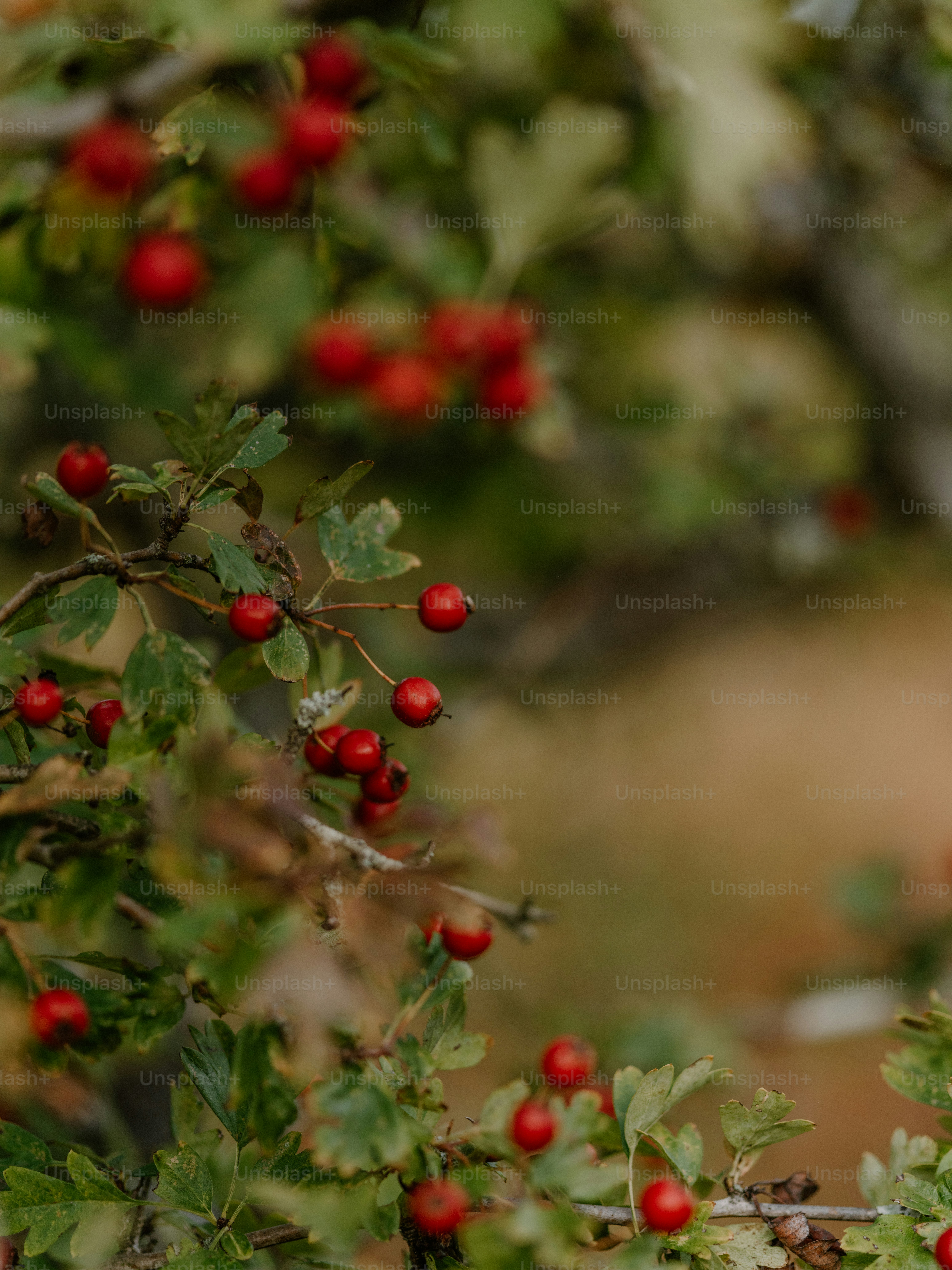 Red berries on a green leafy branch