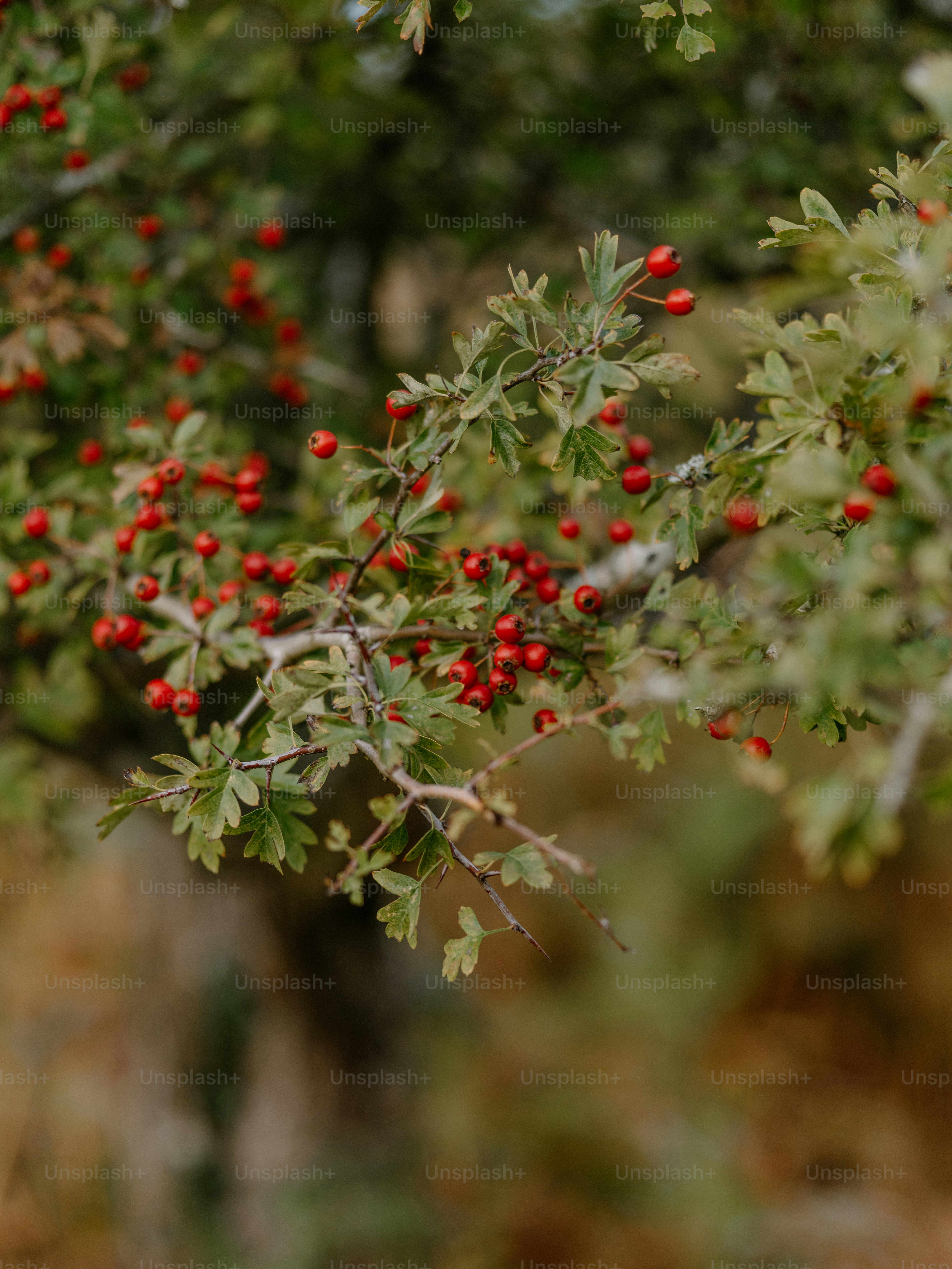 Une branche avec de petites baies rouges et des feuilles vertes.