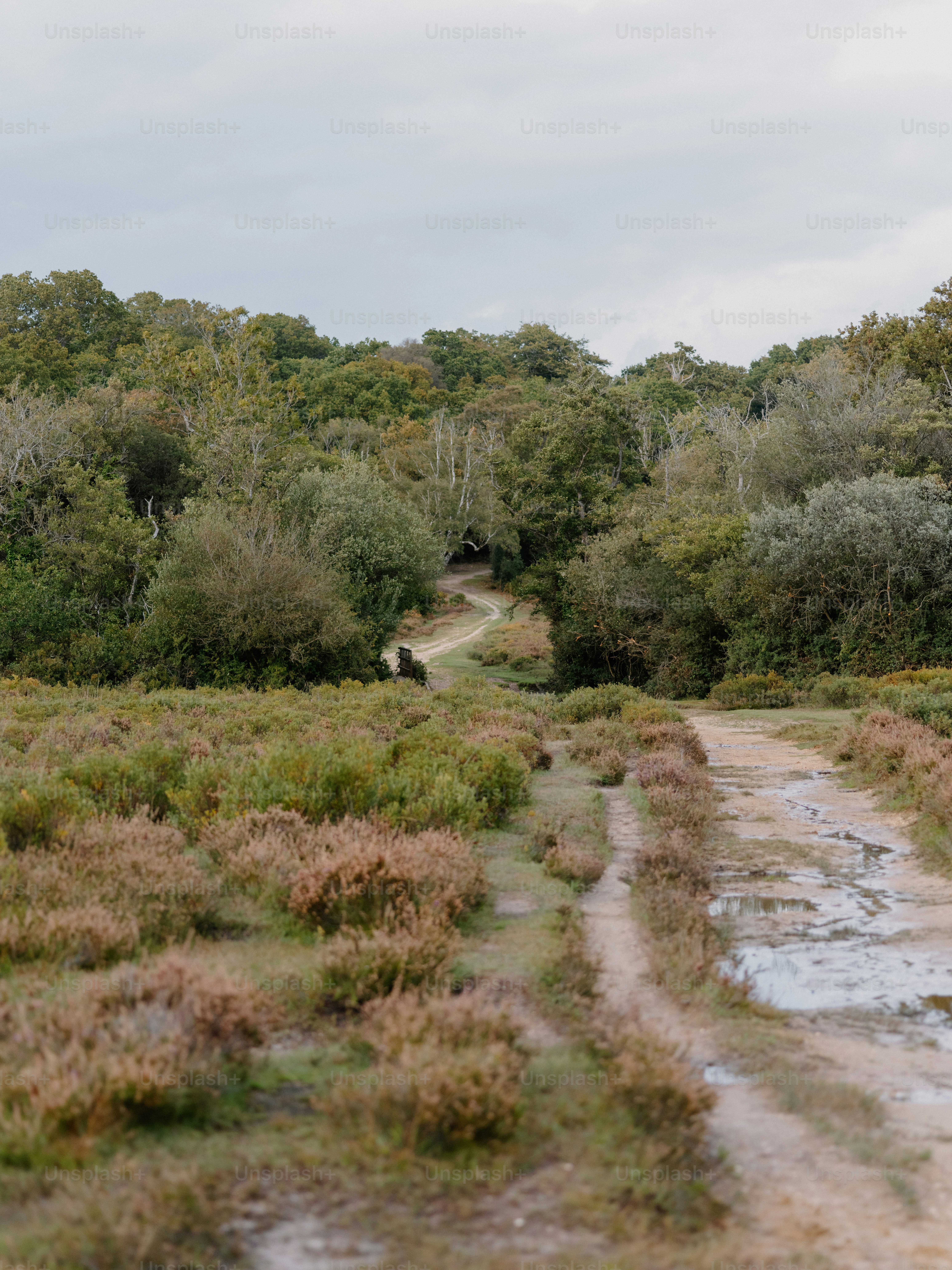 Chemin de terre à travers un paysage boisé de bruyère