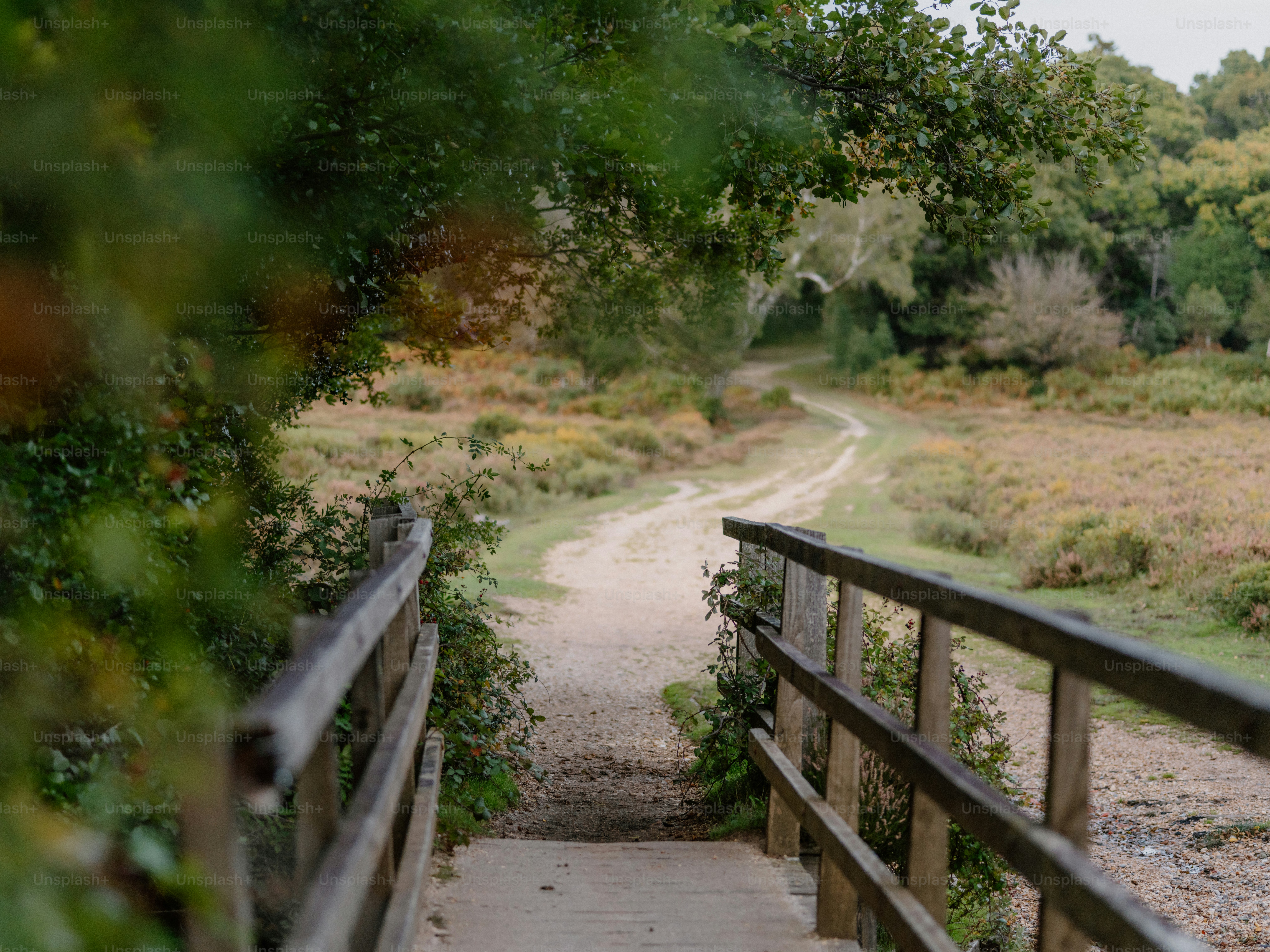 Pont en bois au-dessus d’un chemin de terre dans une forêt