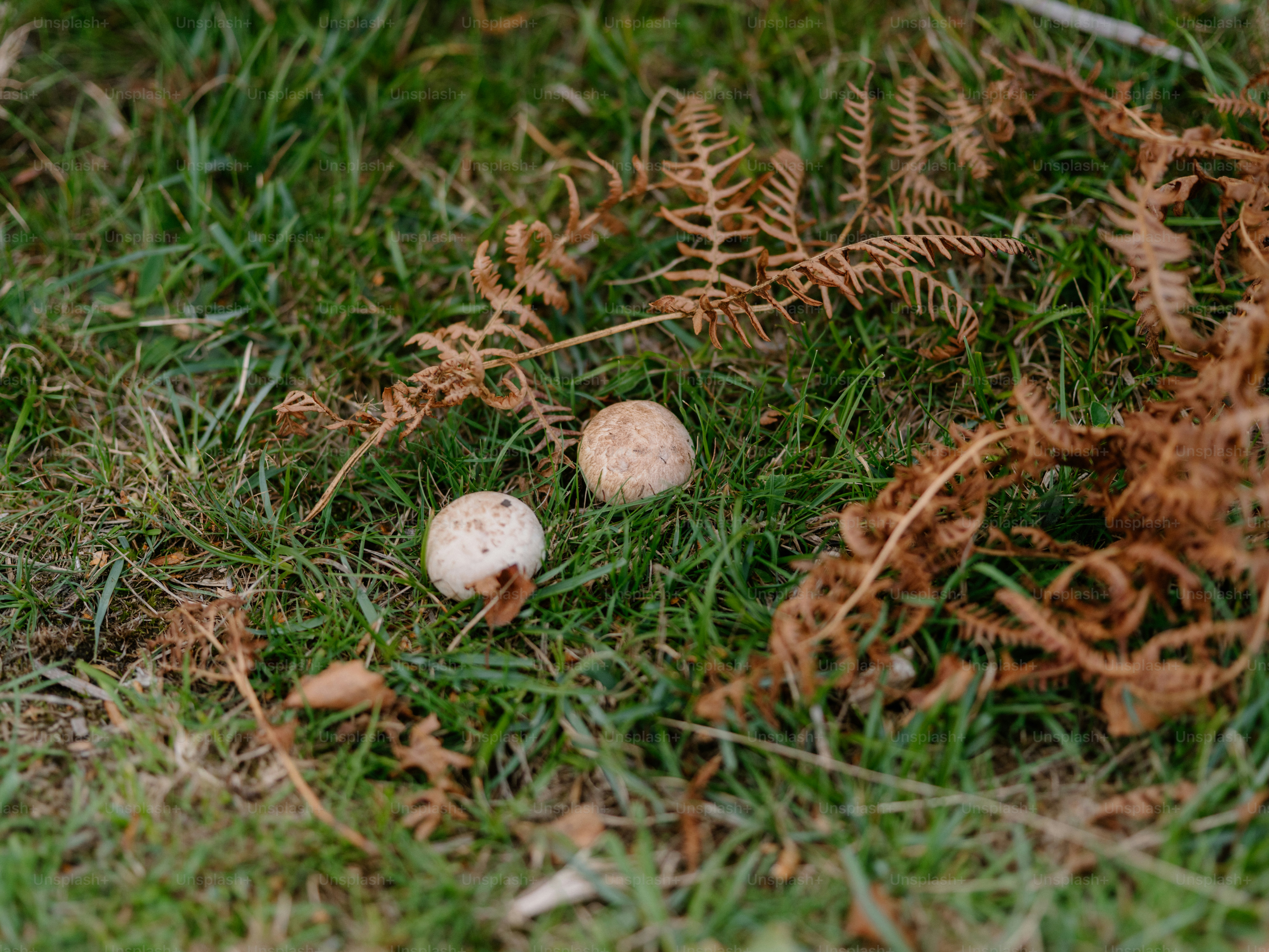 Deux petits champignons poussent parmi l’herbe et les fougères