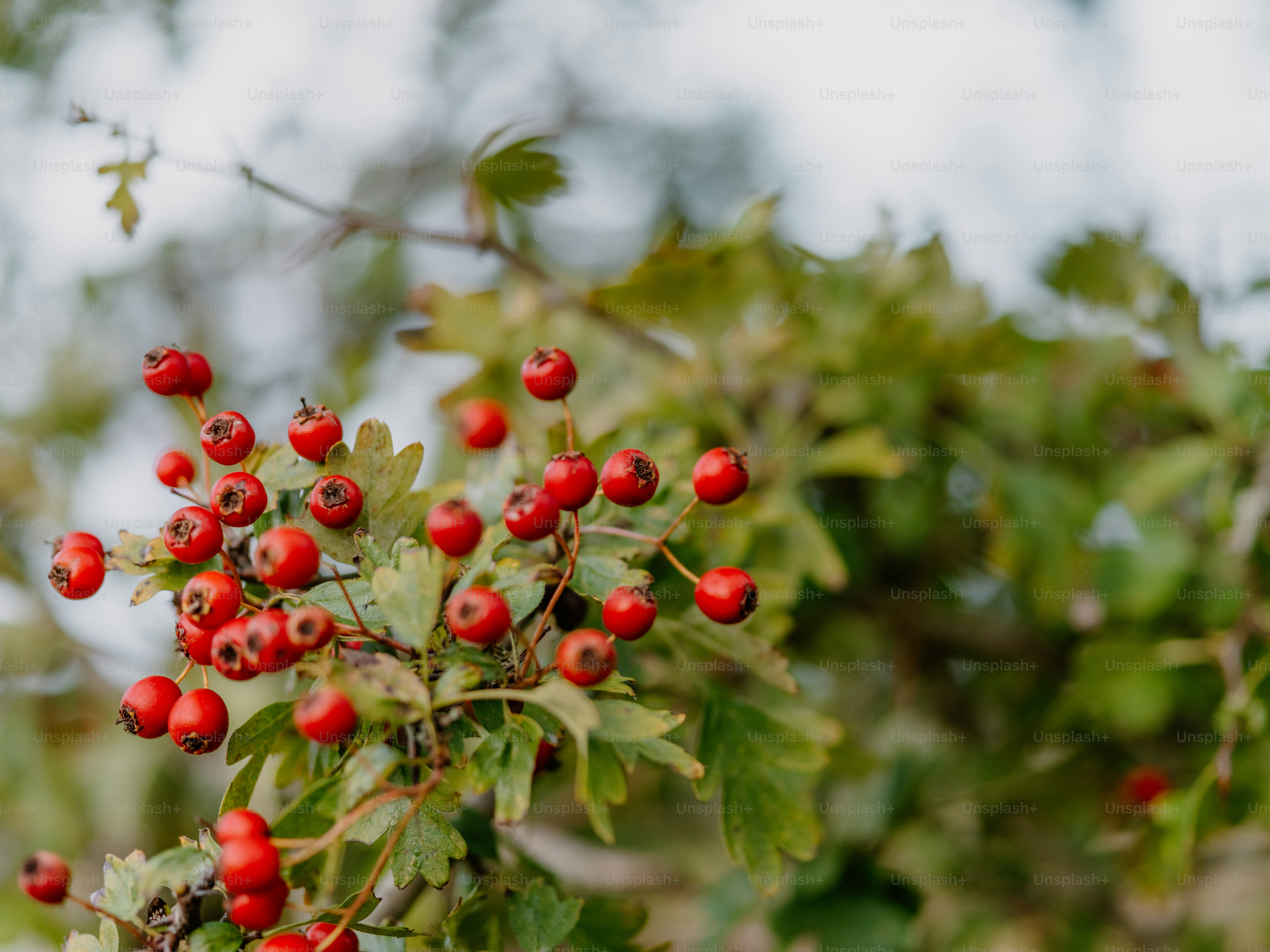 Baies rouges sur une branche feuillue verte