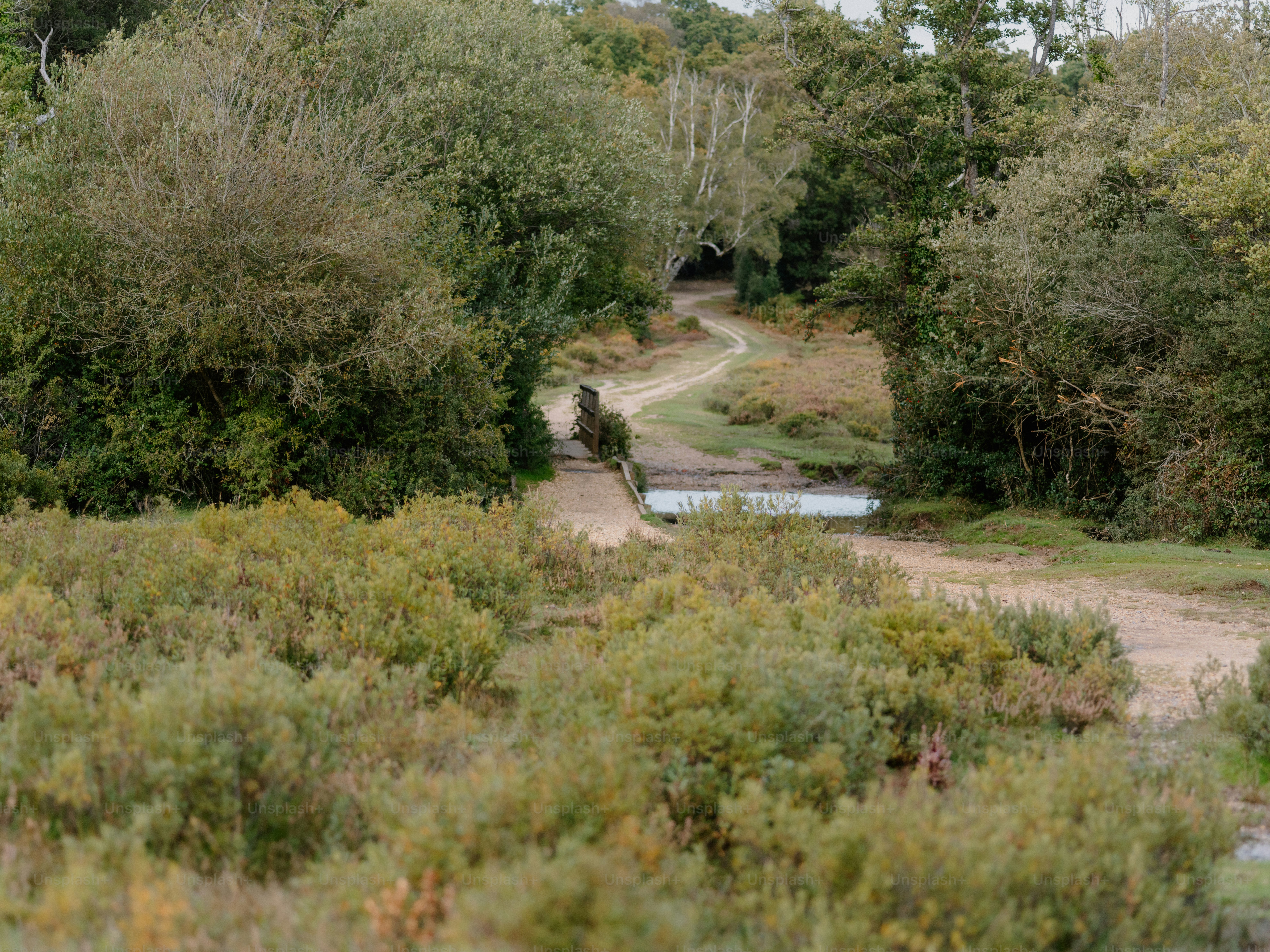 Un chemin sinueux traverse un petit pont au-dessus de l’eau.