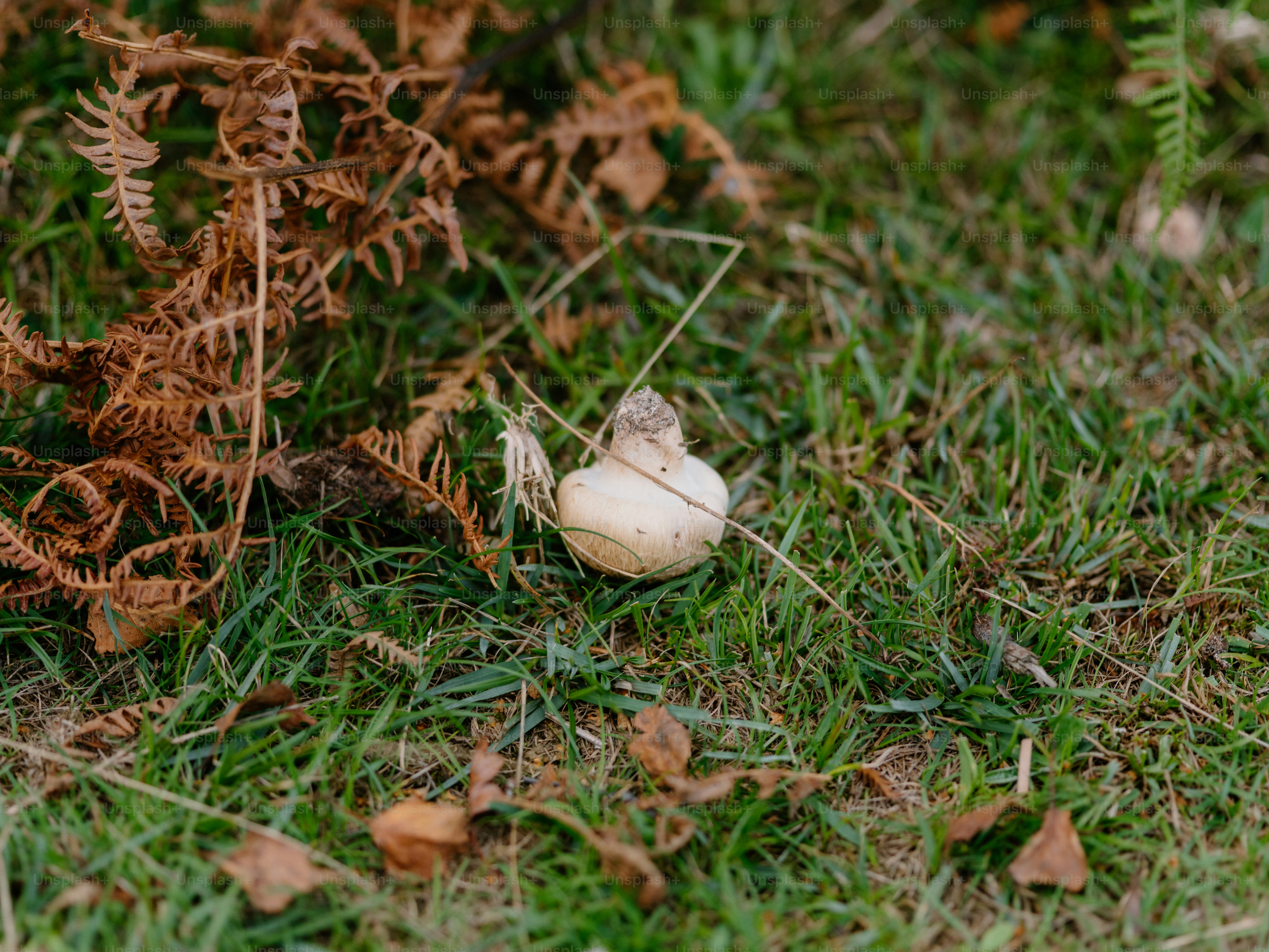 A small white mushroom on grassy ground with ferns.