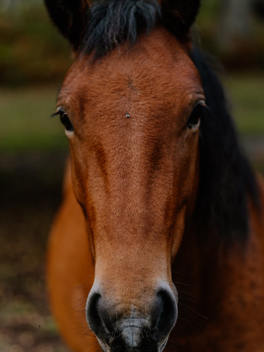 Entre Senderos y Caballos