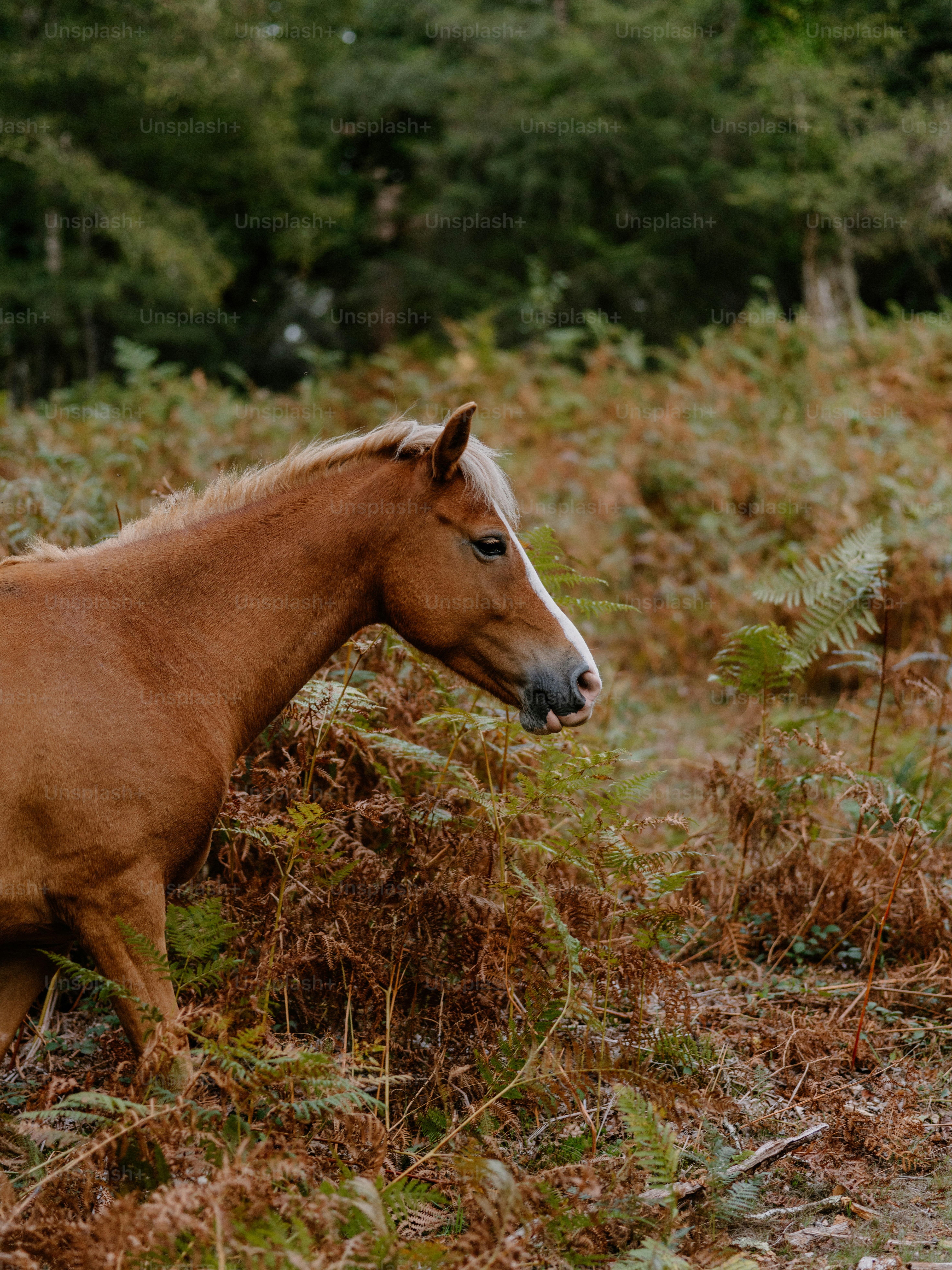 A brown horse stands in a forest with ferns.