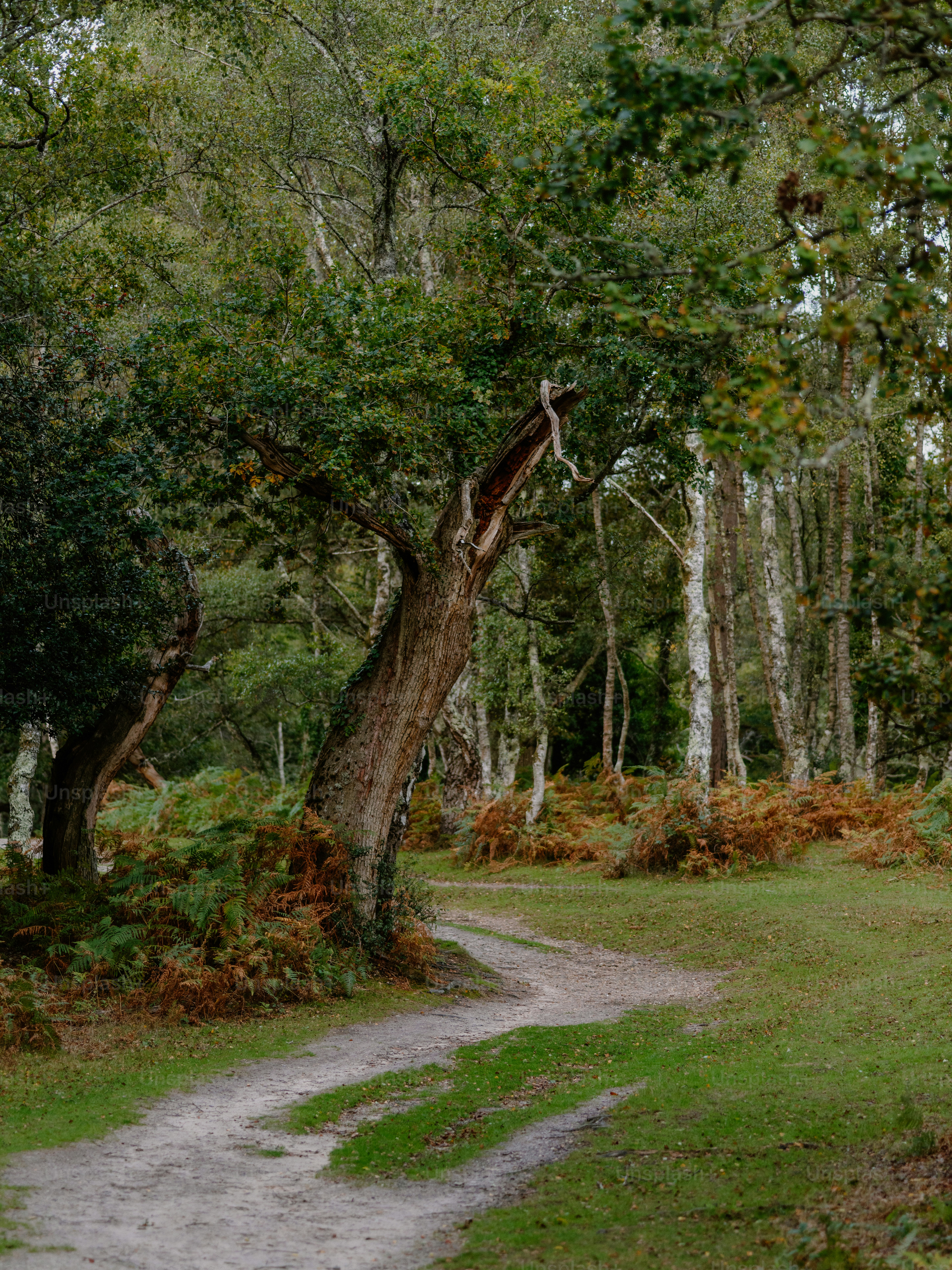 A winding dirt path through a lush forest