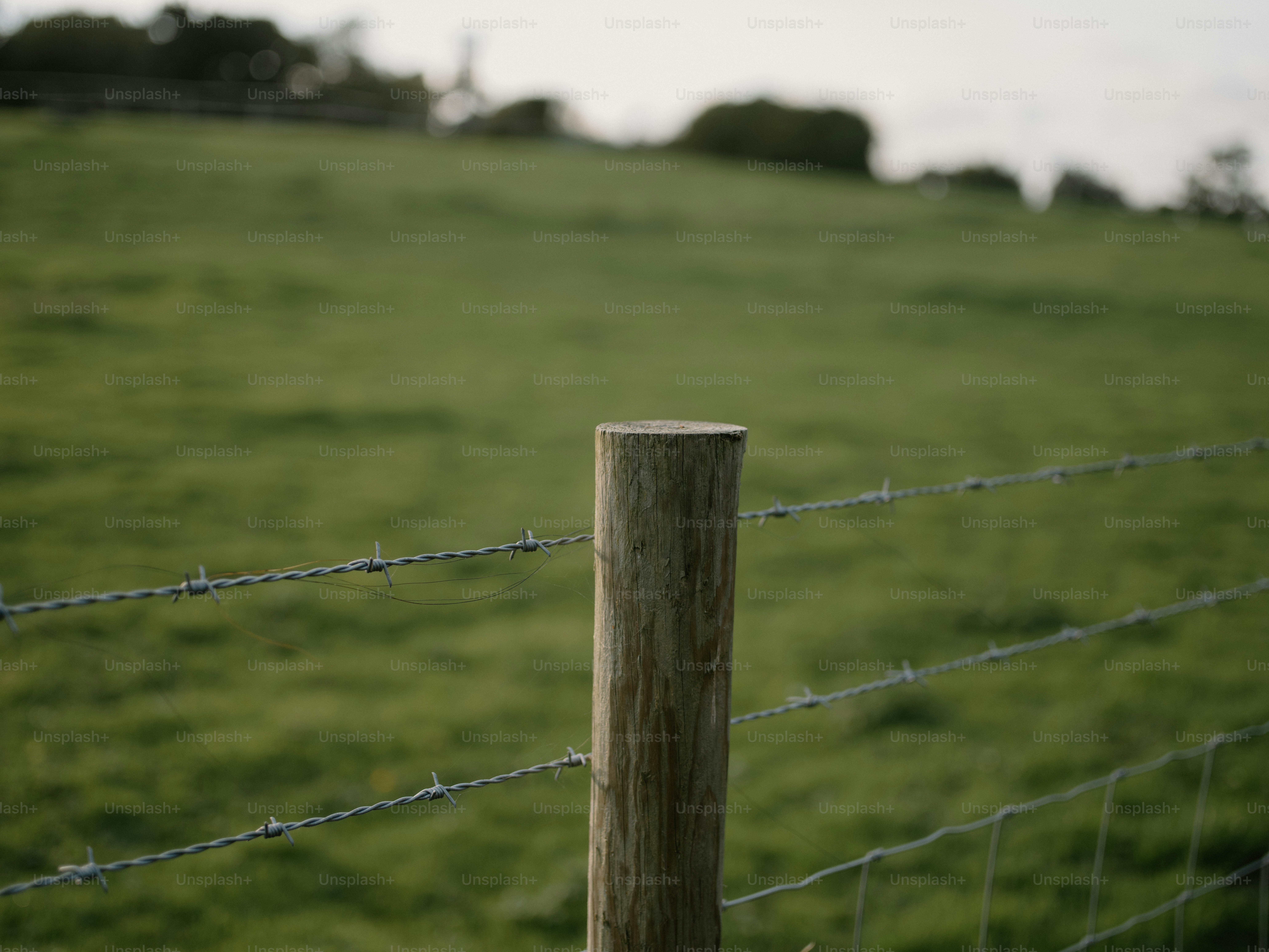 Wooden fence post with barbed wire in a grassy field