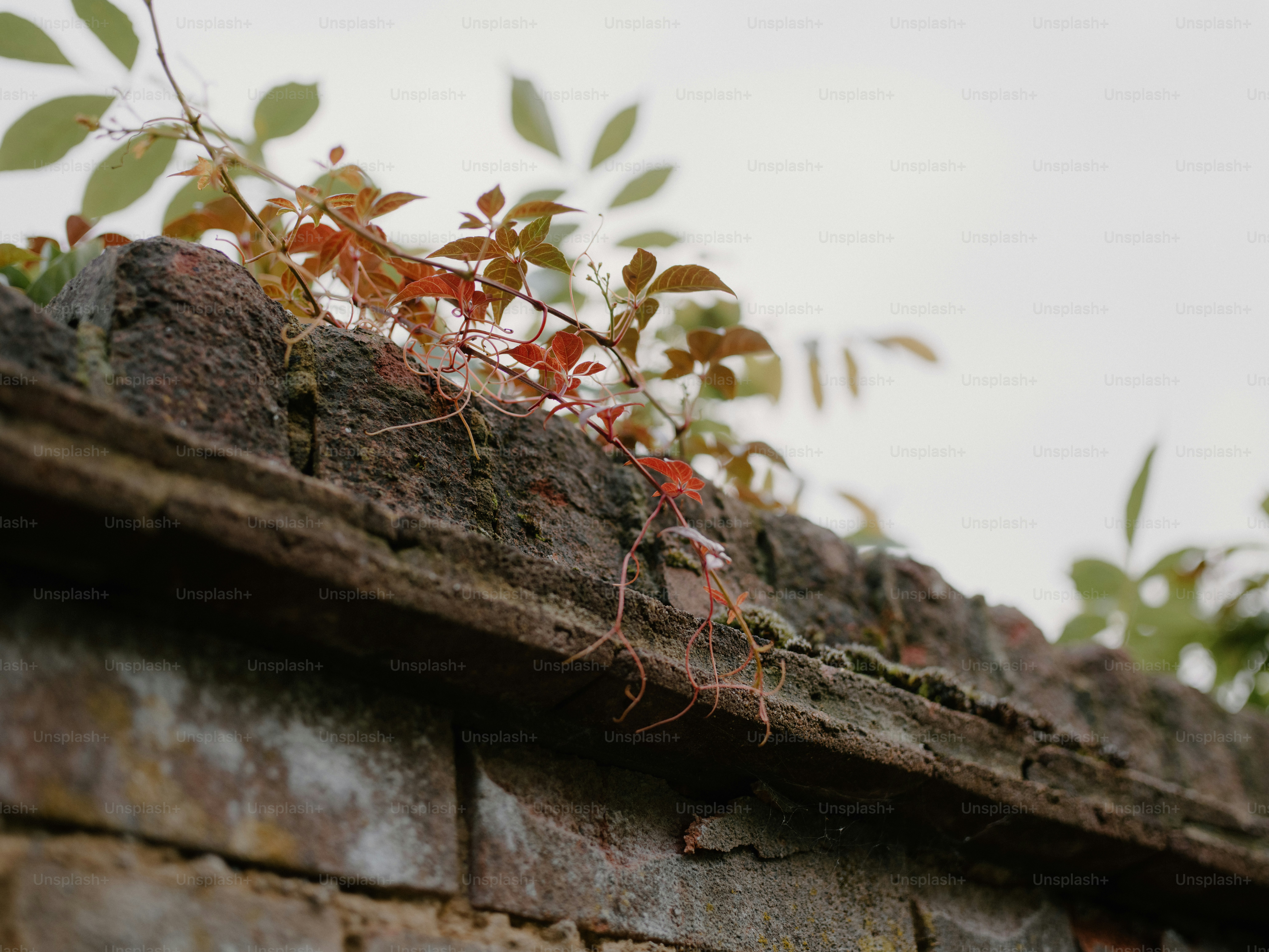 Vines with red leaves grow over a stone wall.