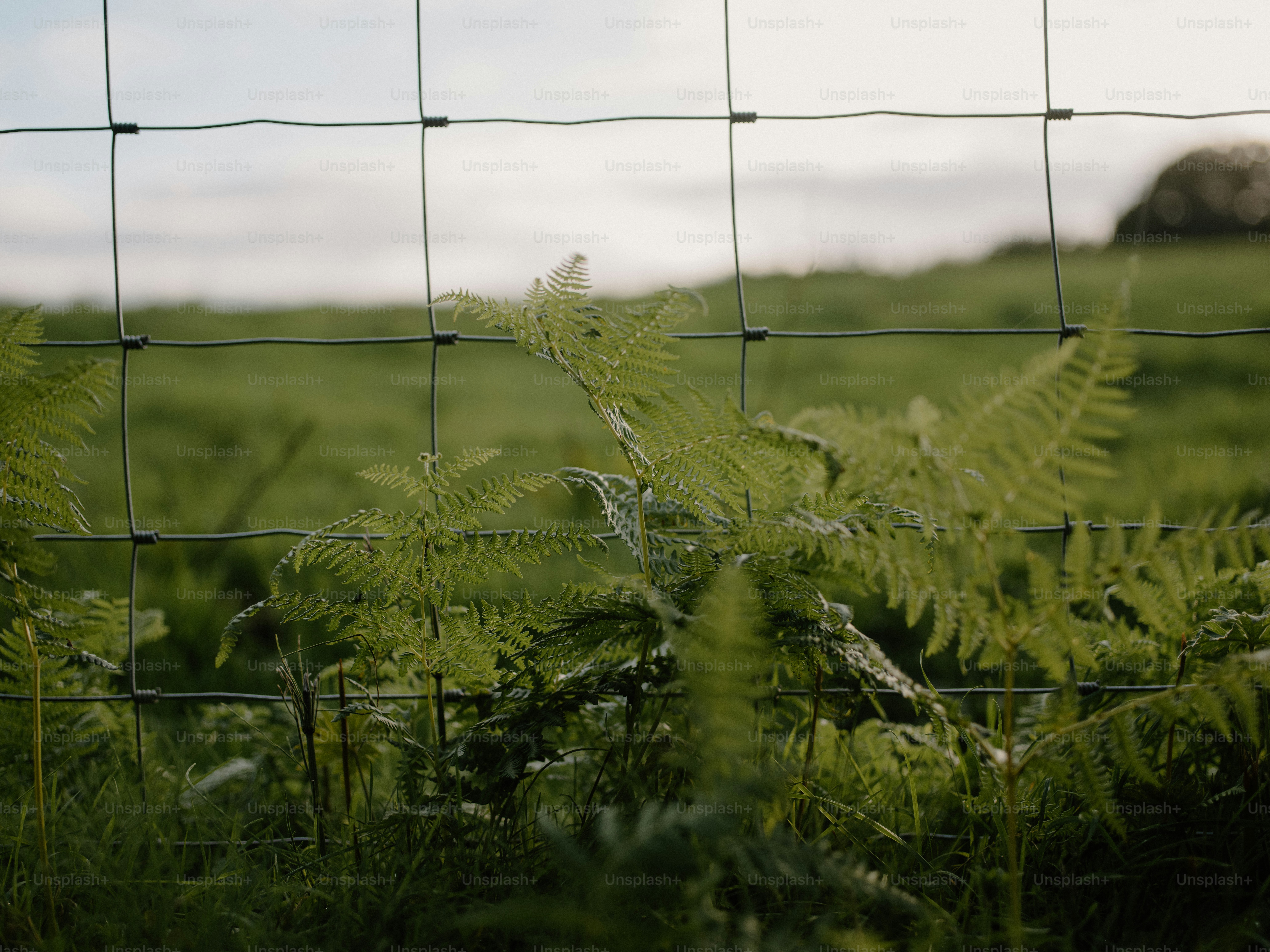 Green ferns behind a wire fence in a field