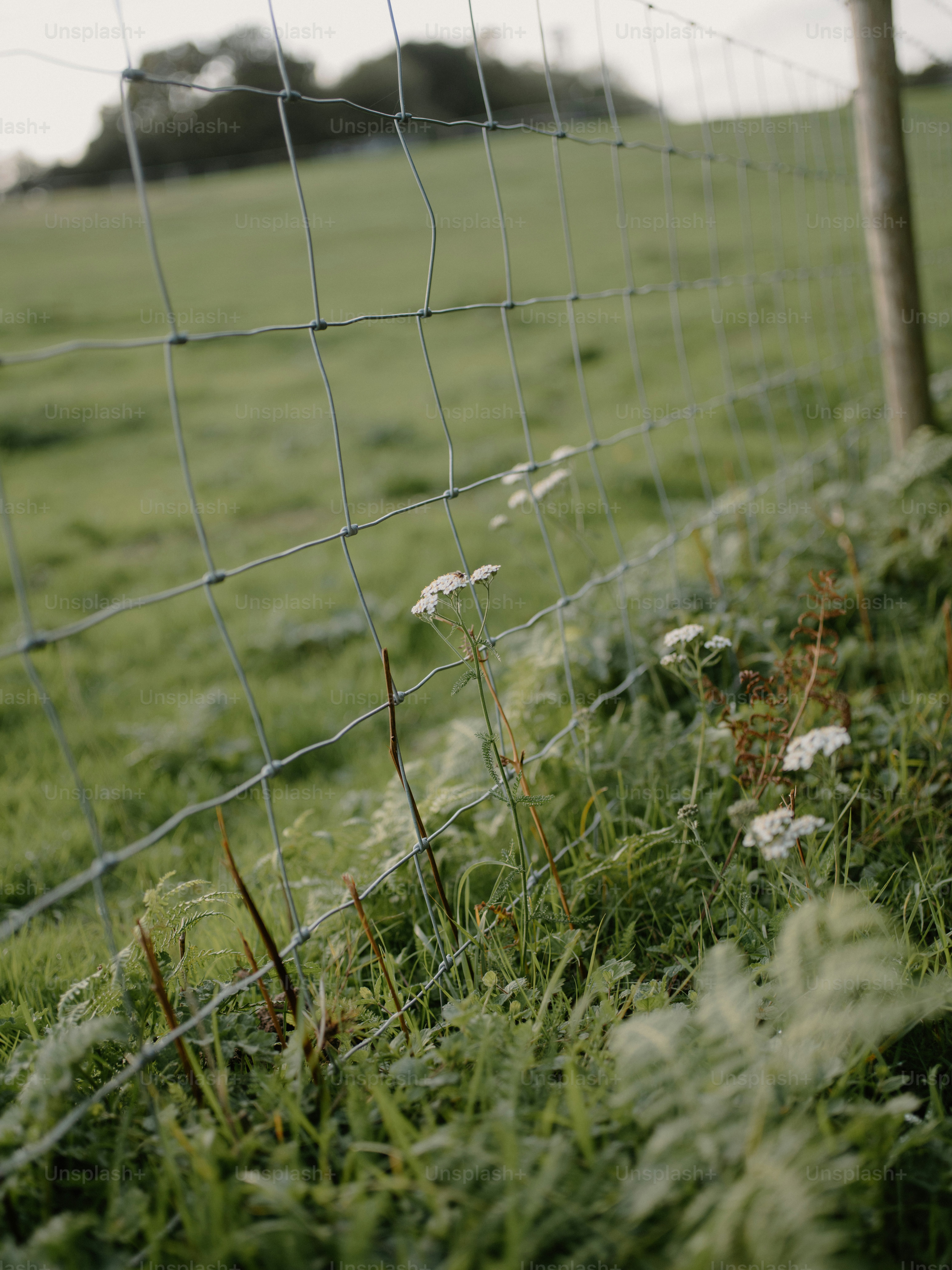 Wire fence in a green grassy field