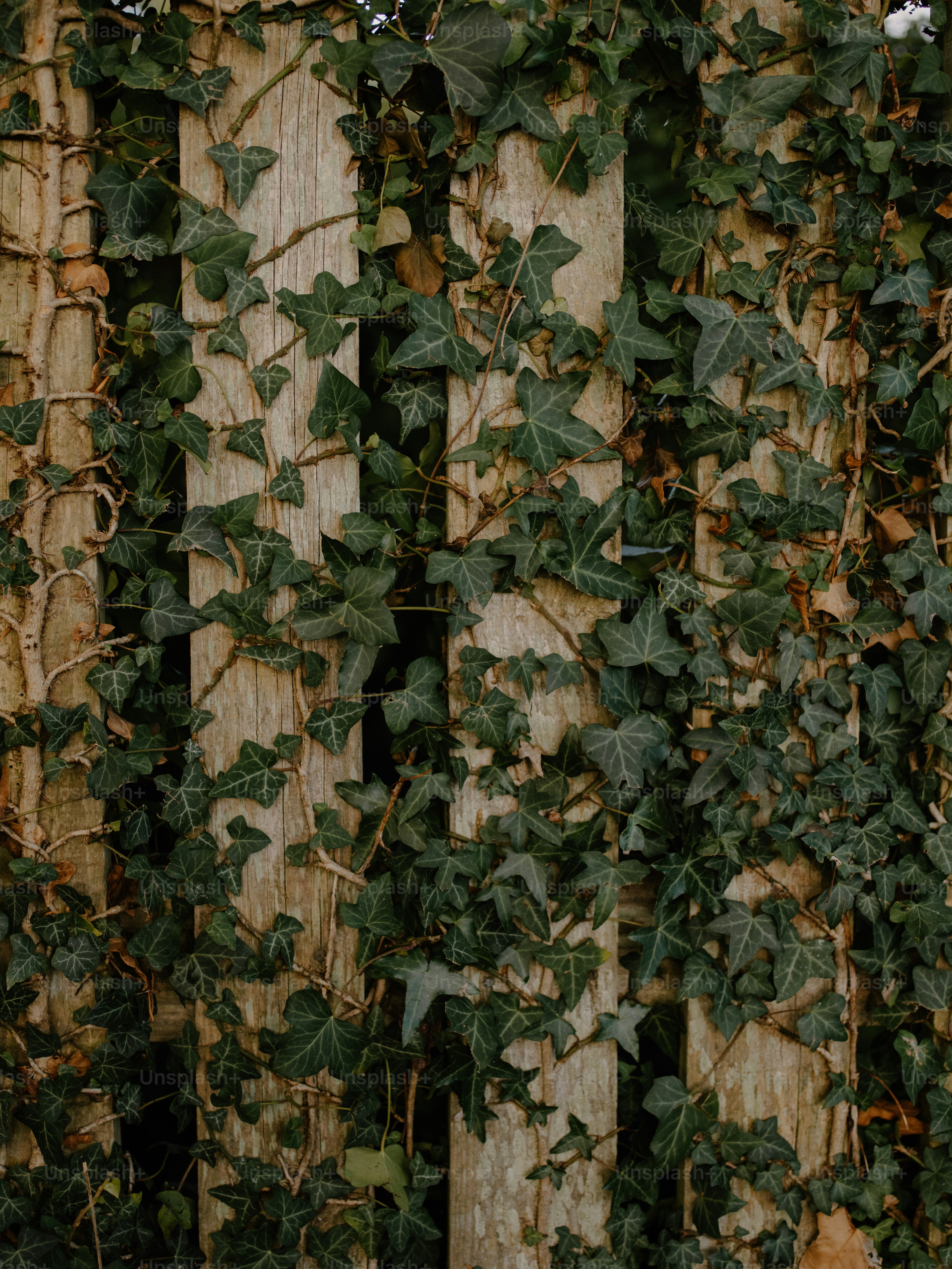 Green ivy growing on a wooden fence