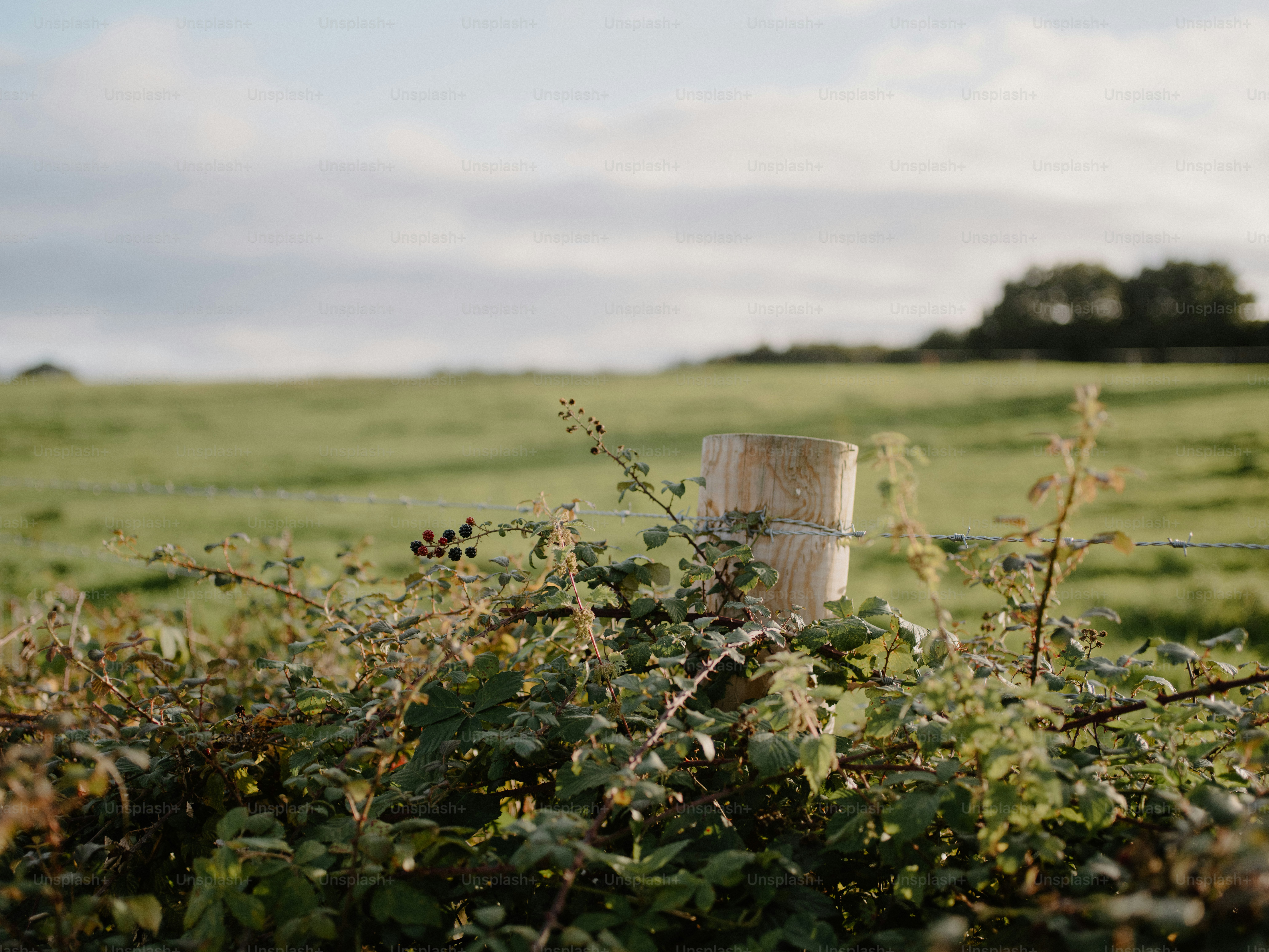 Wooden fence post in a green field