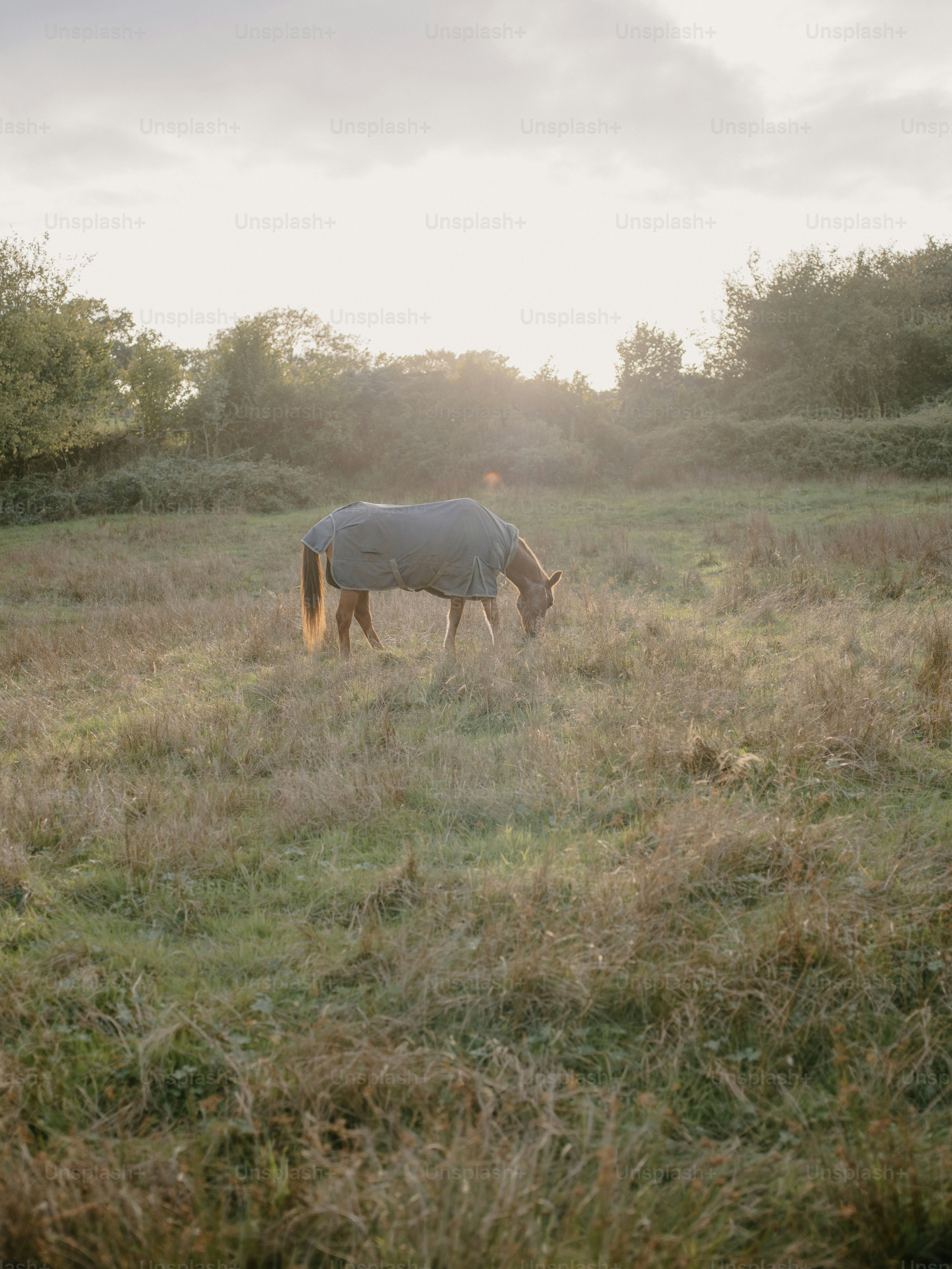Horse grazing in a field at sunset.