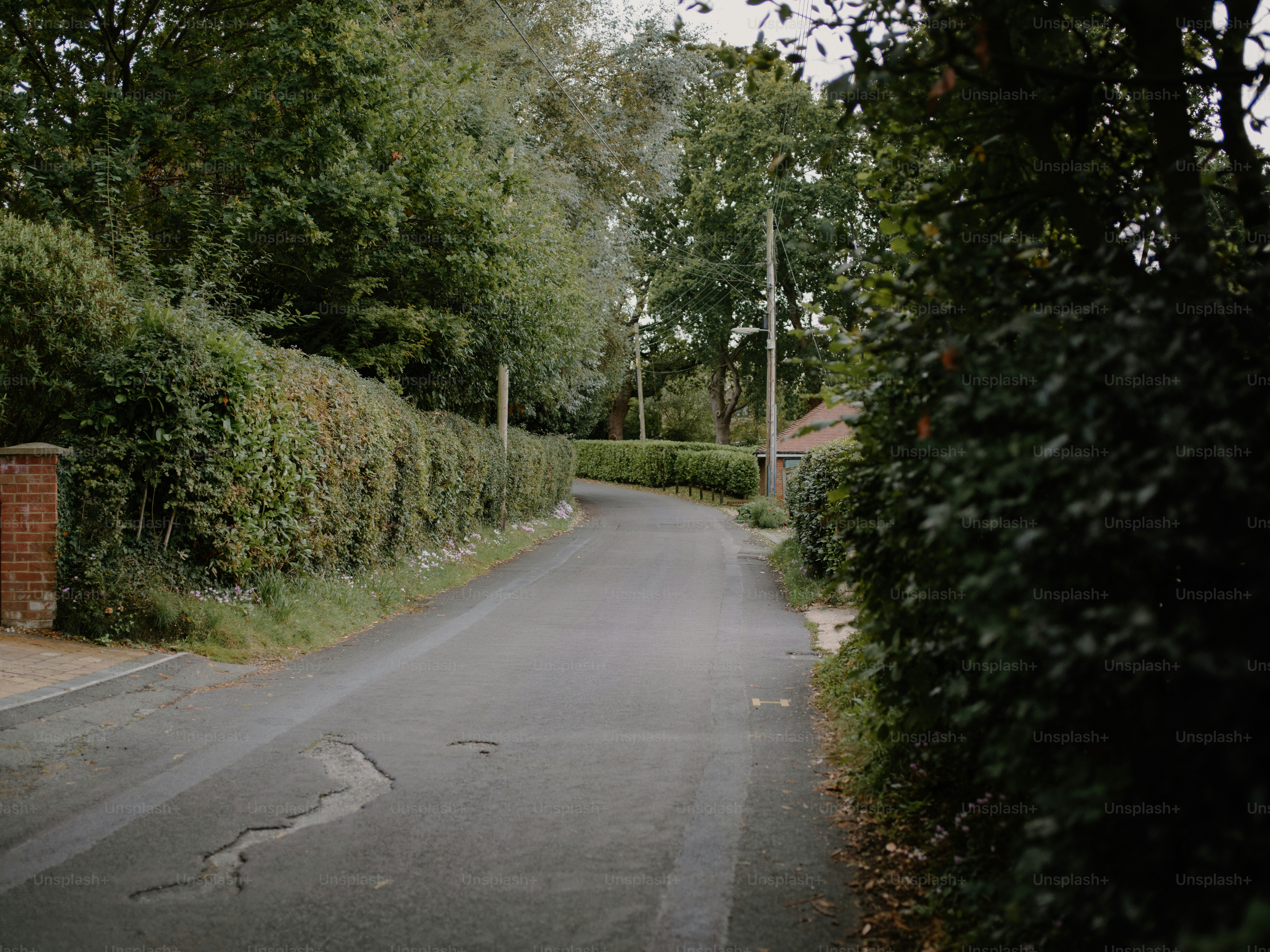 A narrow road lined with lush green hedges and trees.
