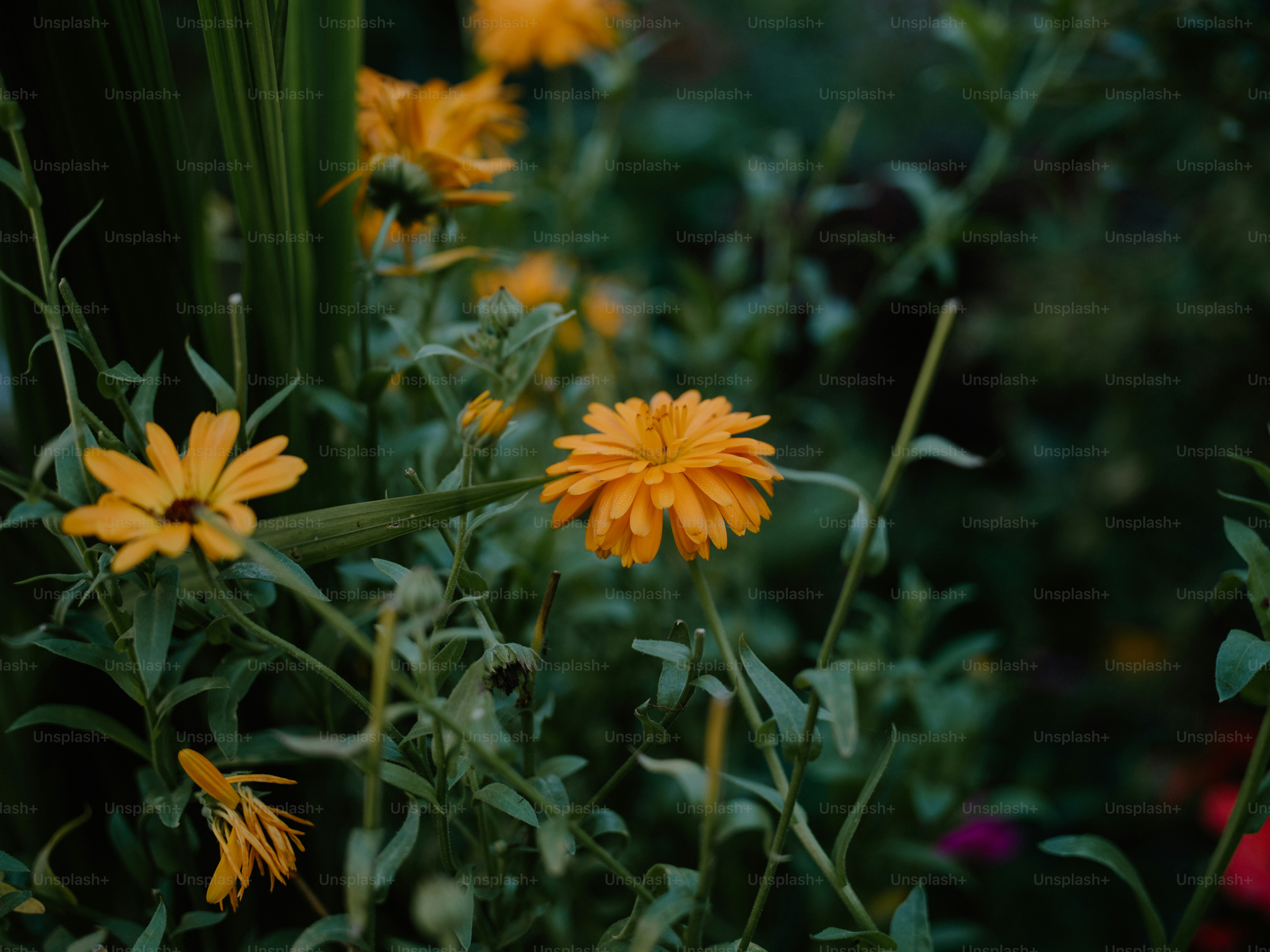 Orange calendula flowers blooming in a garden.