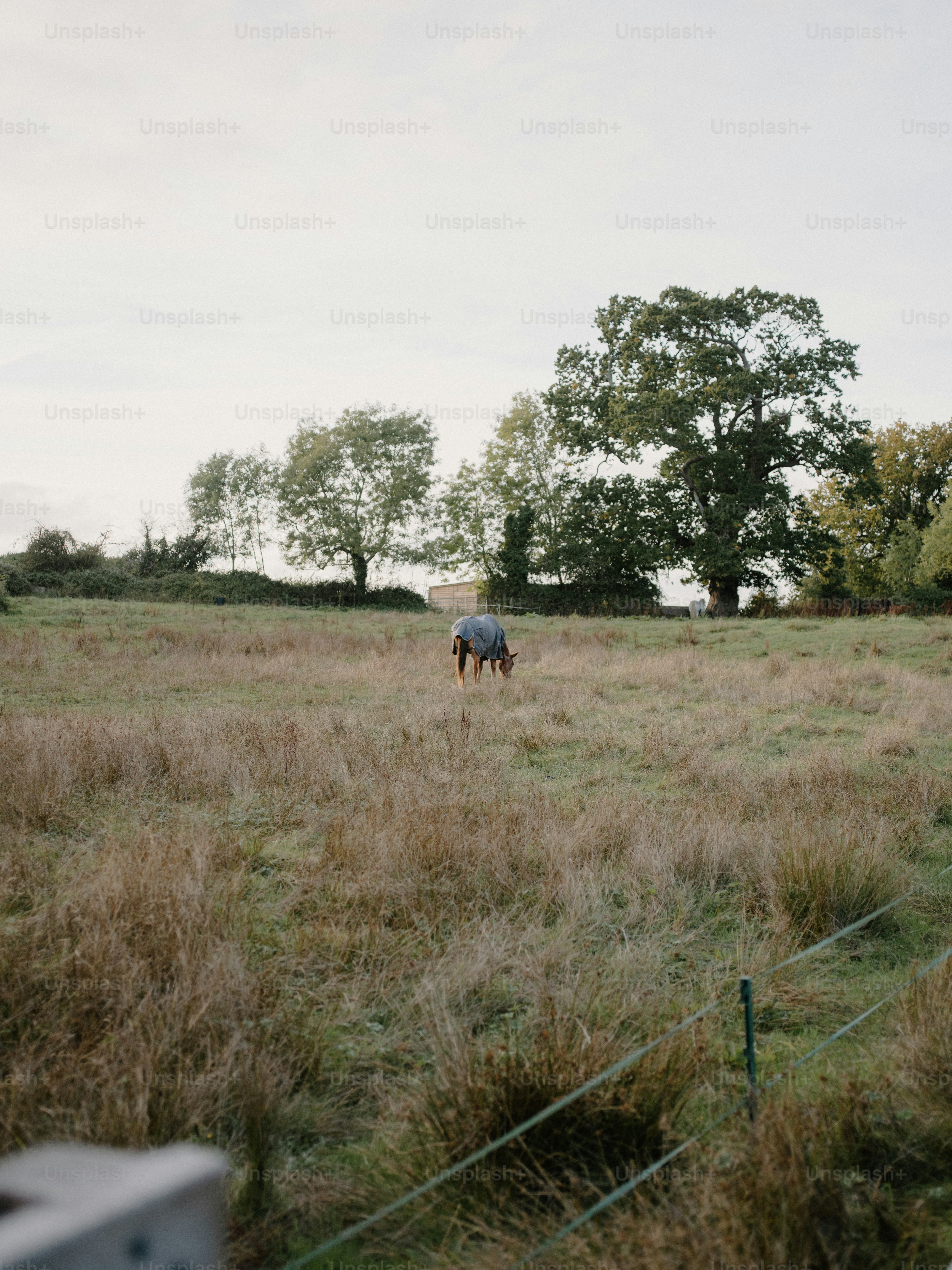 A single horse grazing in a dry, grassy field.