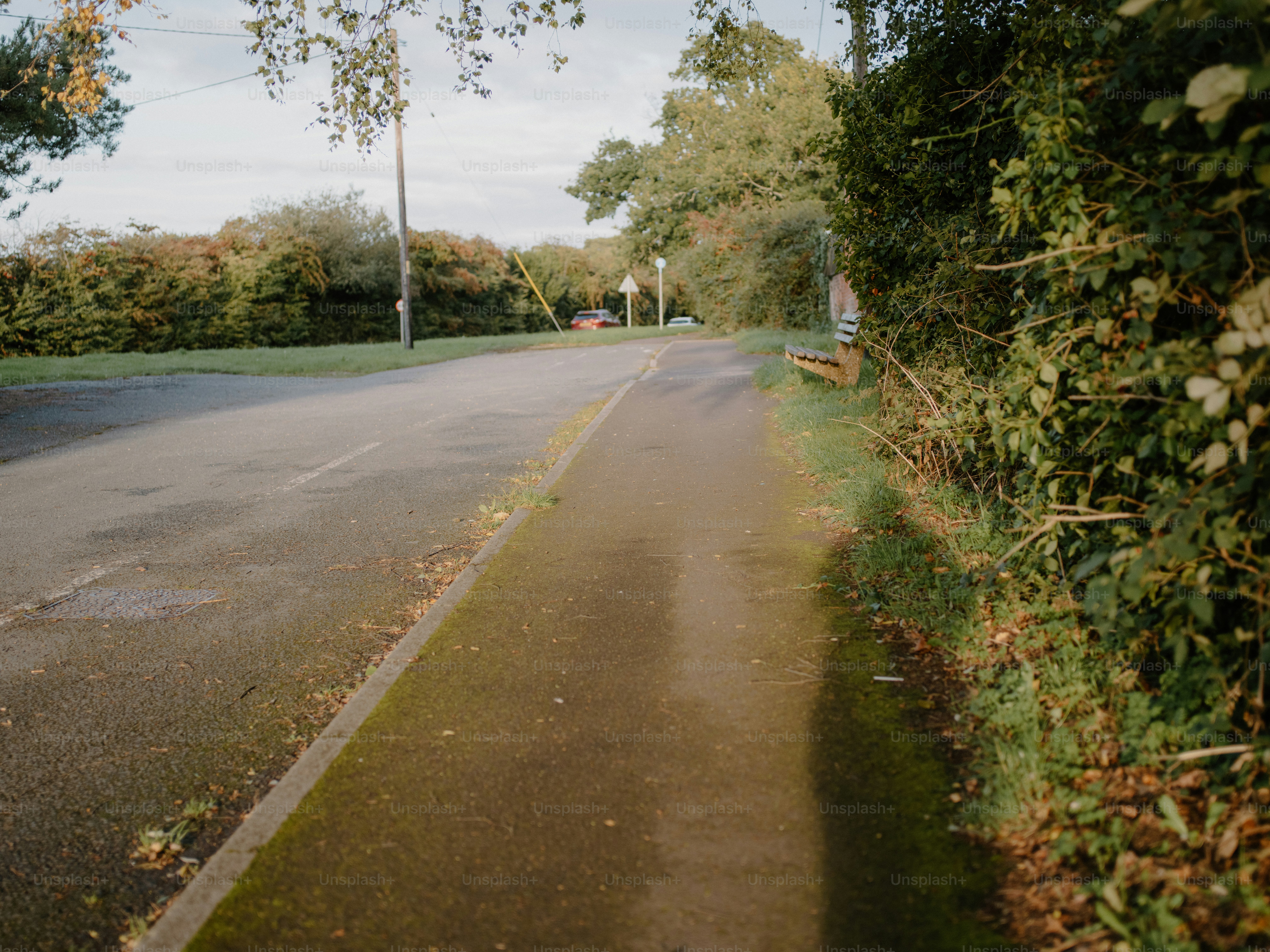 Wet pavement beside a tree-lined road