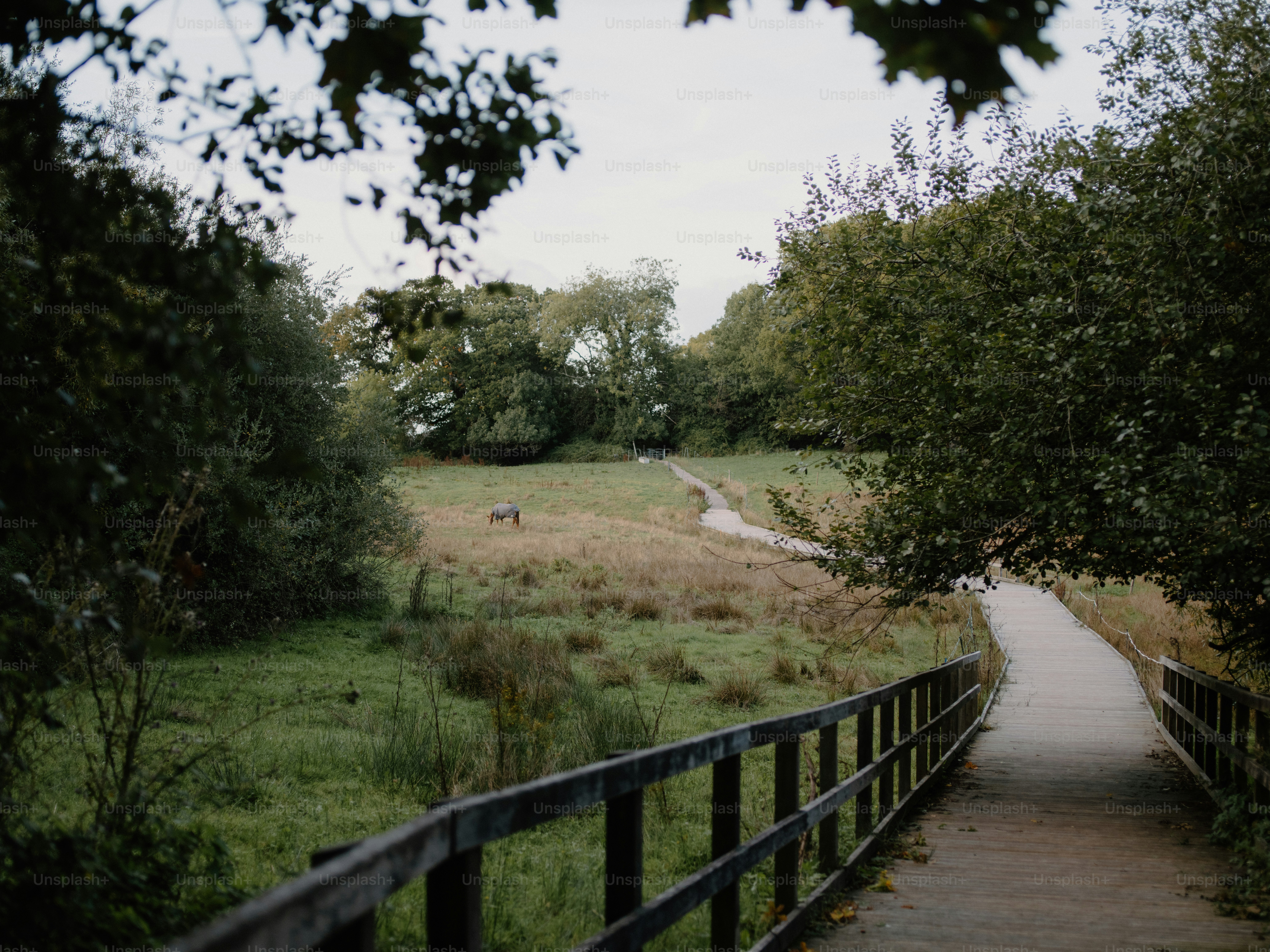 Wooden bridge leads to a grassy park path