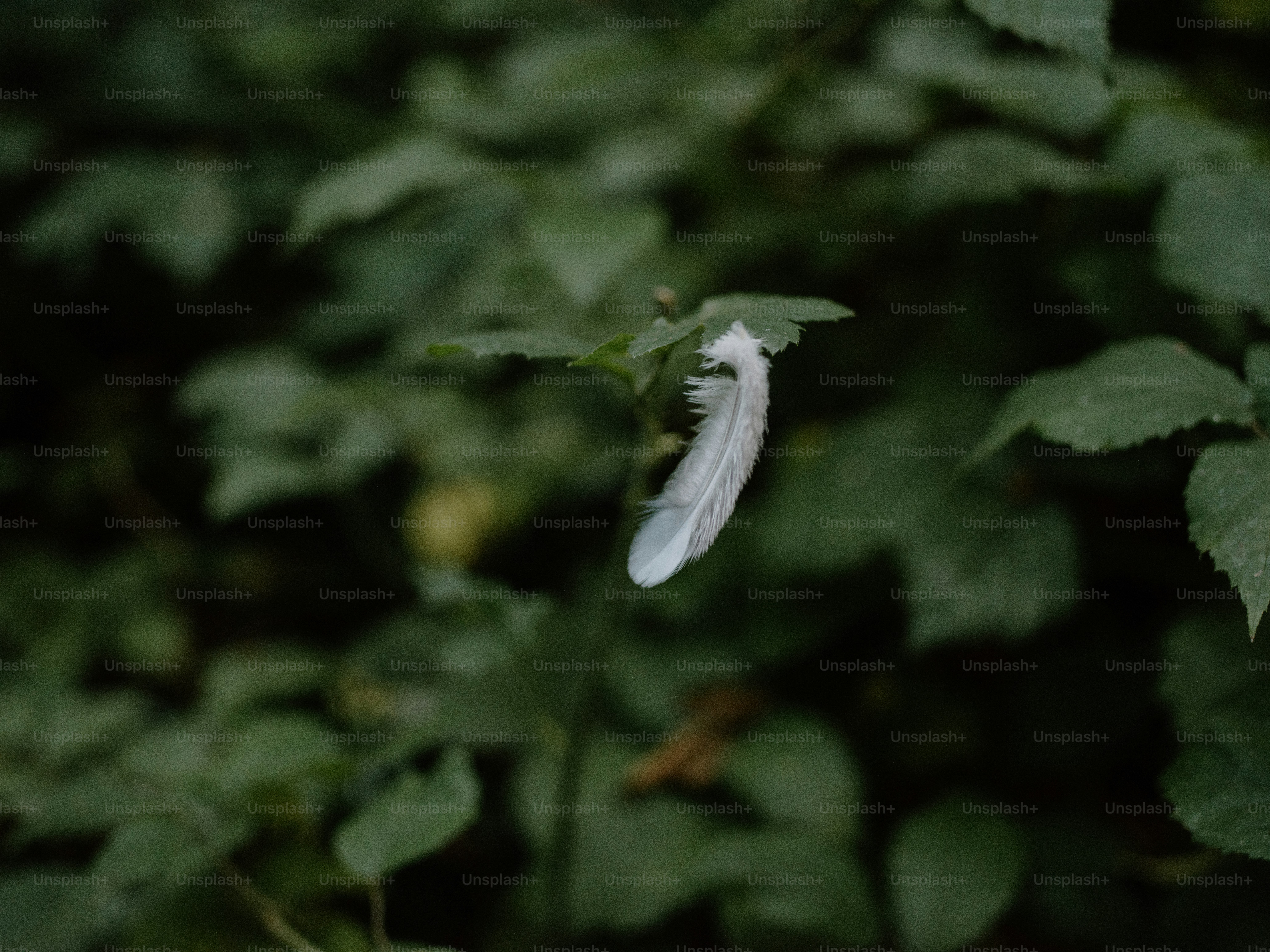 A white feather rests on a green leaf.