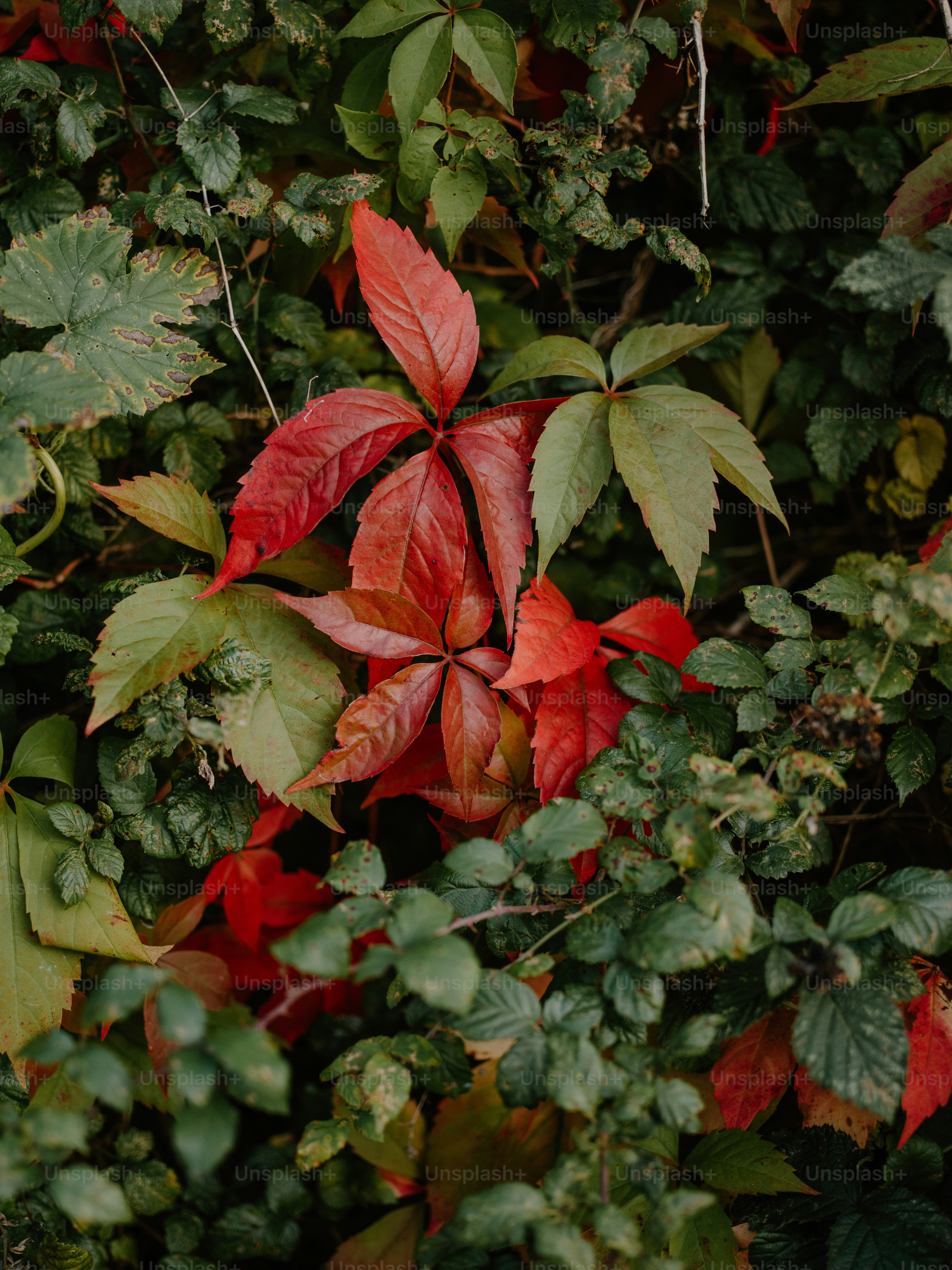 Rote und grne Bltter einer Kletterpflanze. Foto  Bild zum Thema  Hintergrund auf Unsplash