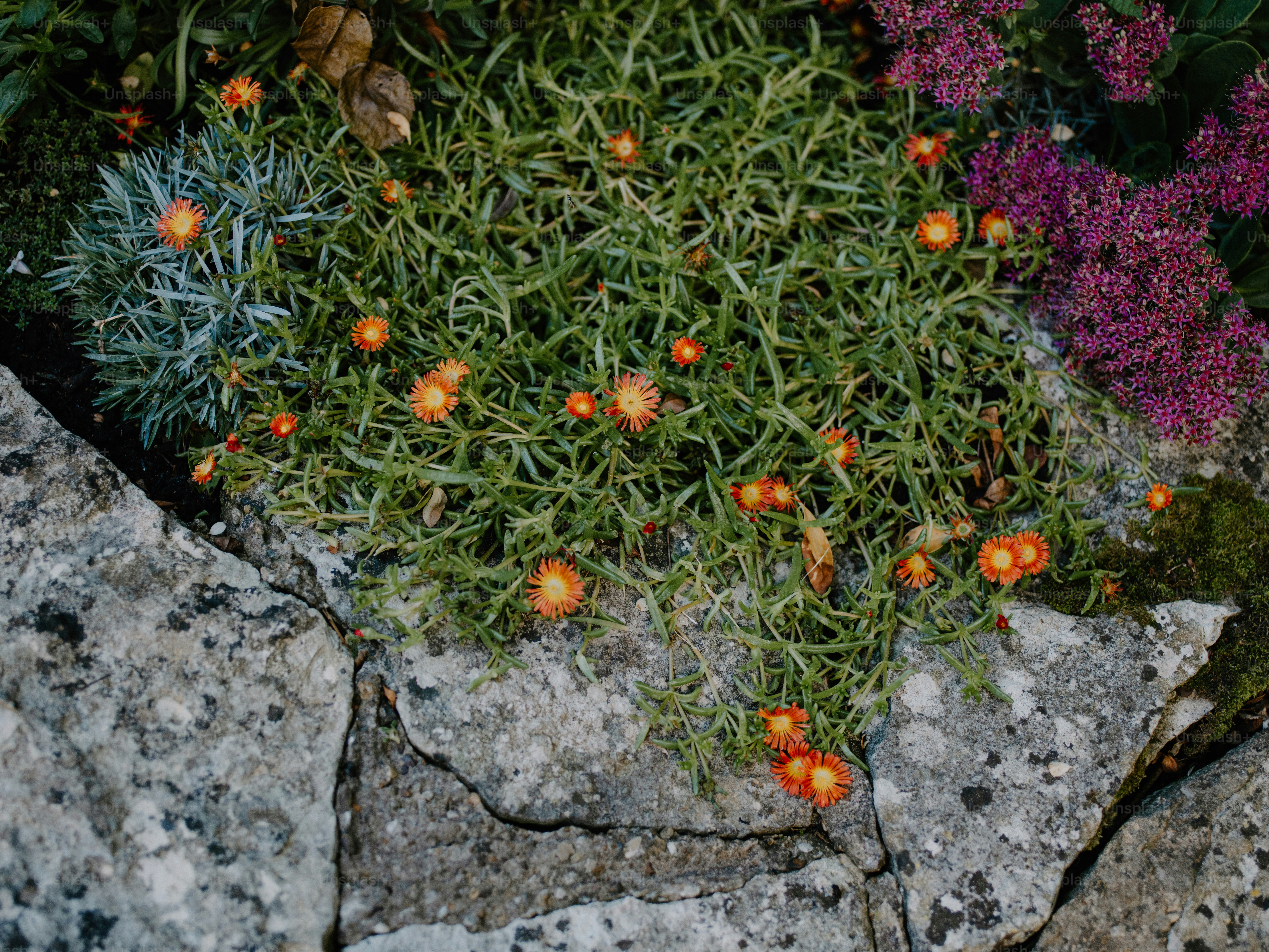 Small orange flowers bloom amongst green foliage. photo  Green Image on  Unsplash