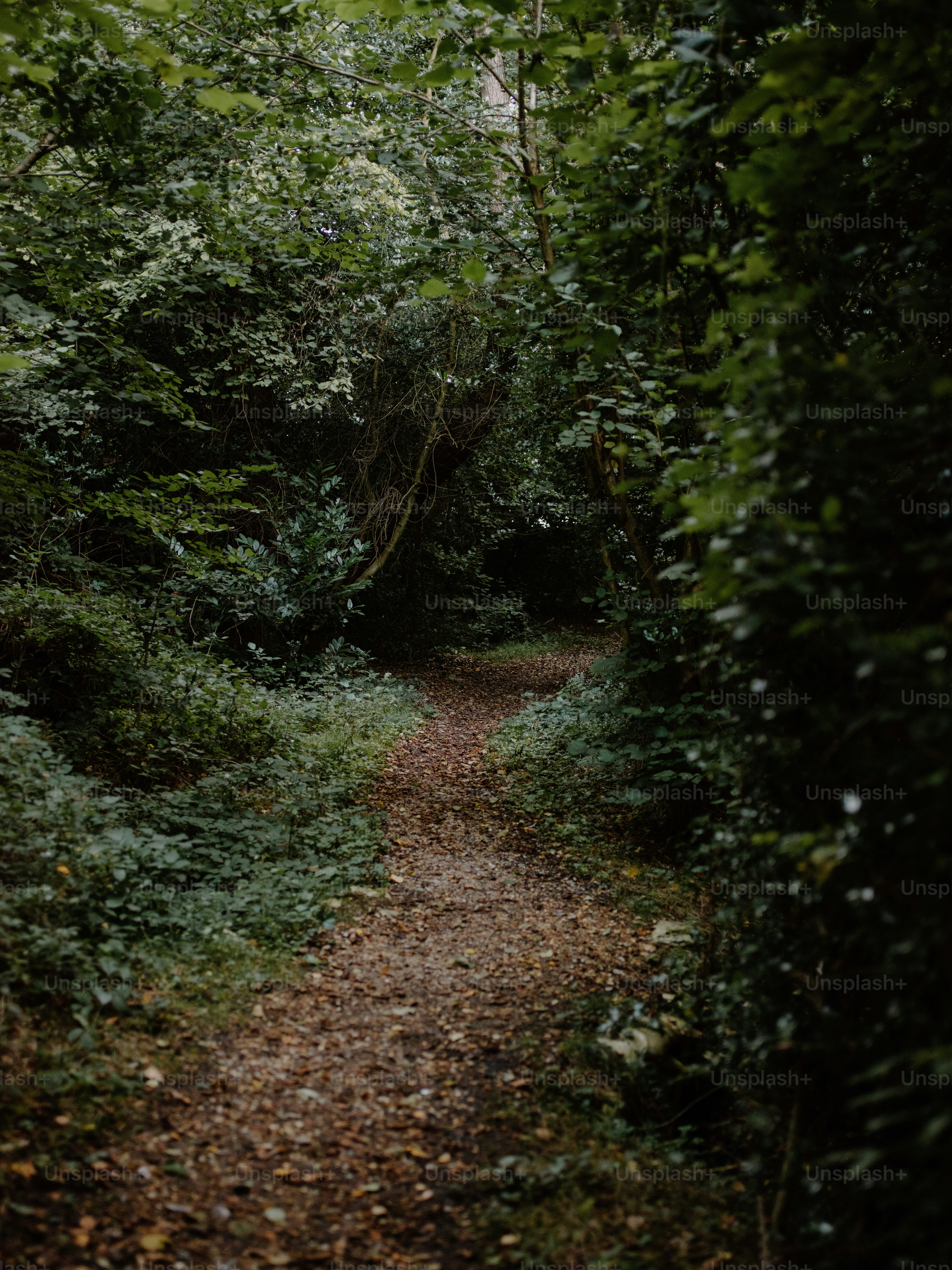 Un camino sinuoso a través de un frondoso bosque verde