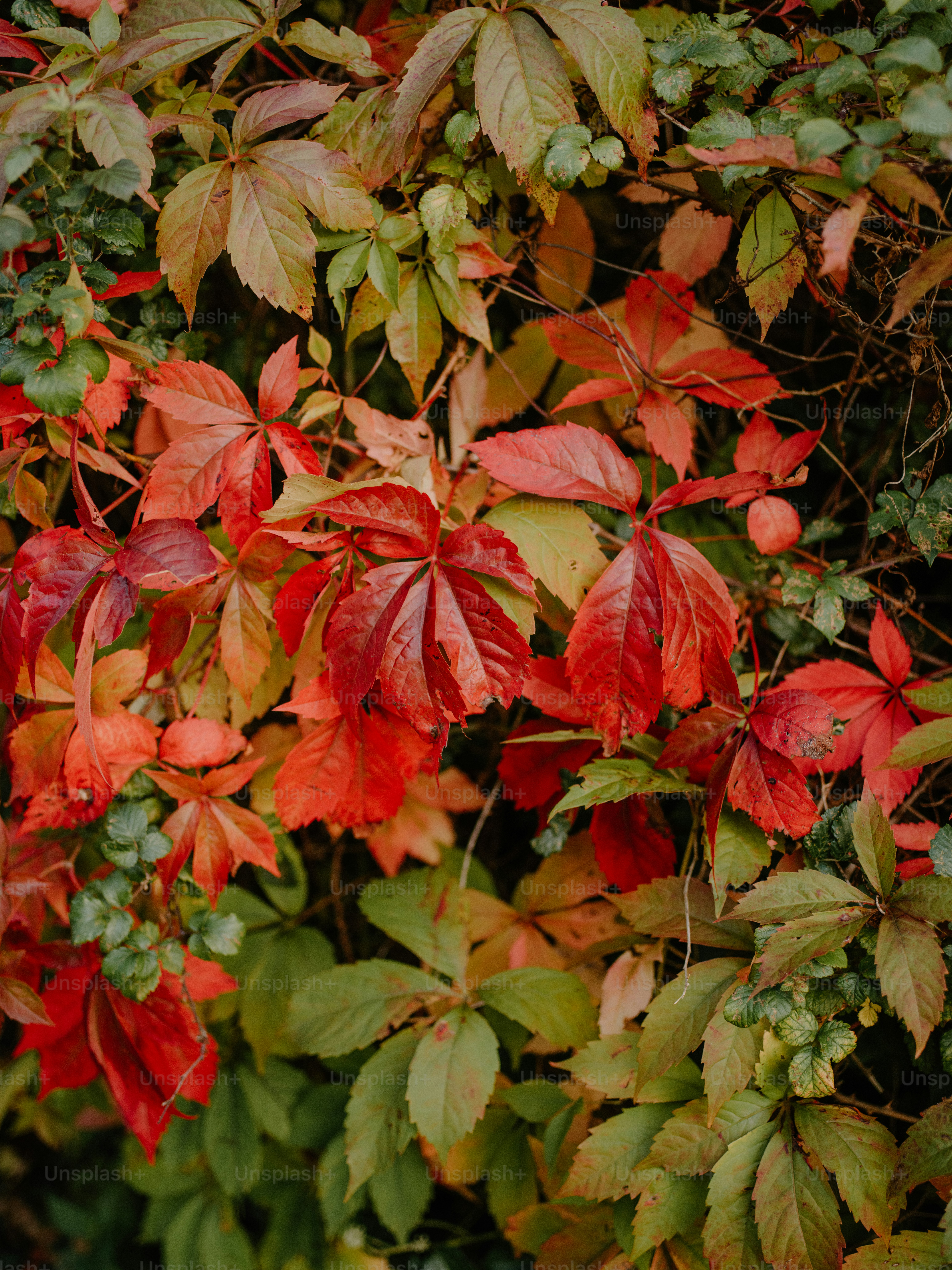 Vibrant autumn leaves on a vine