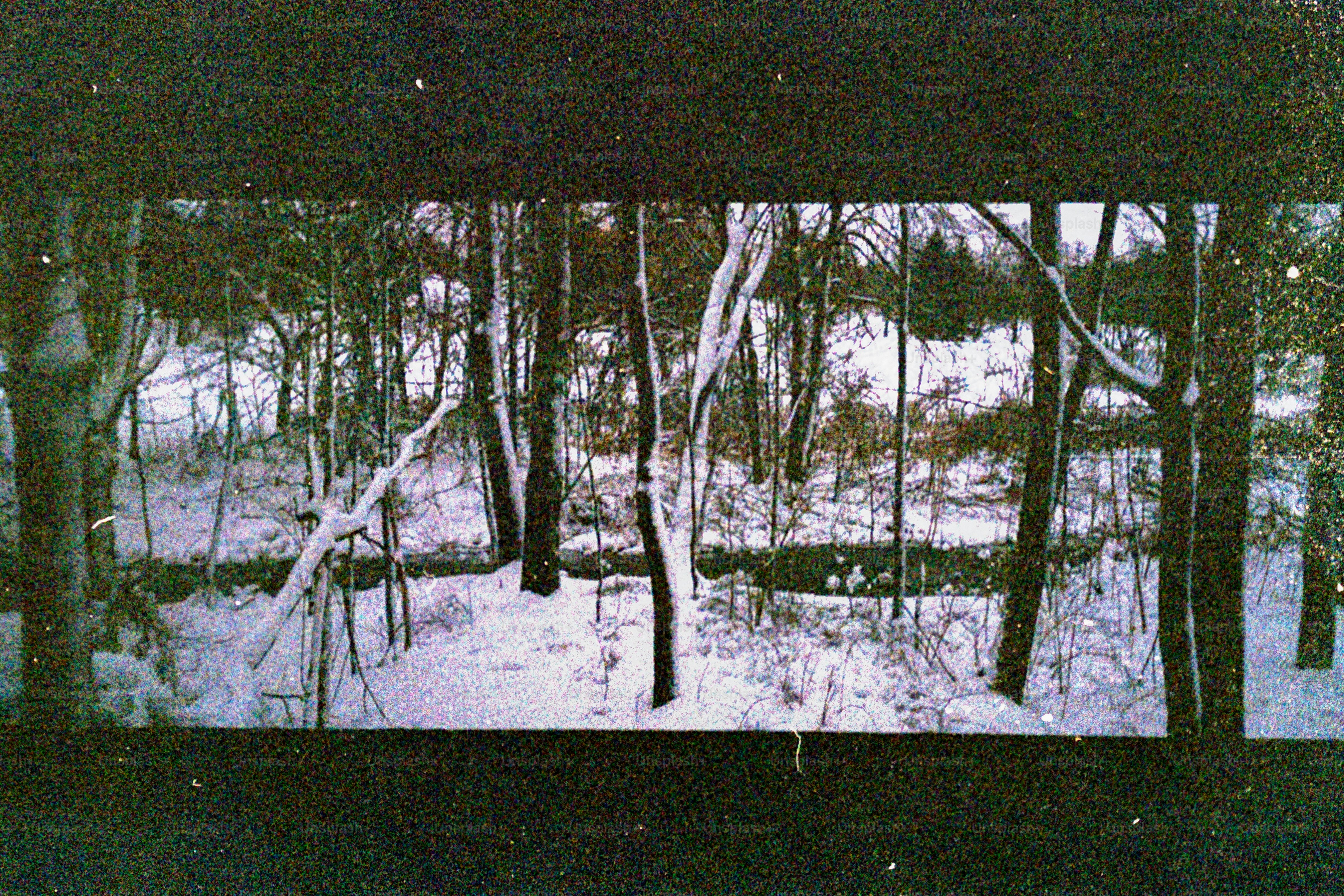 Schneebedeckte Bäume in einer winterlichen Waldlandschaft.