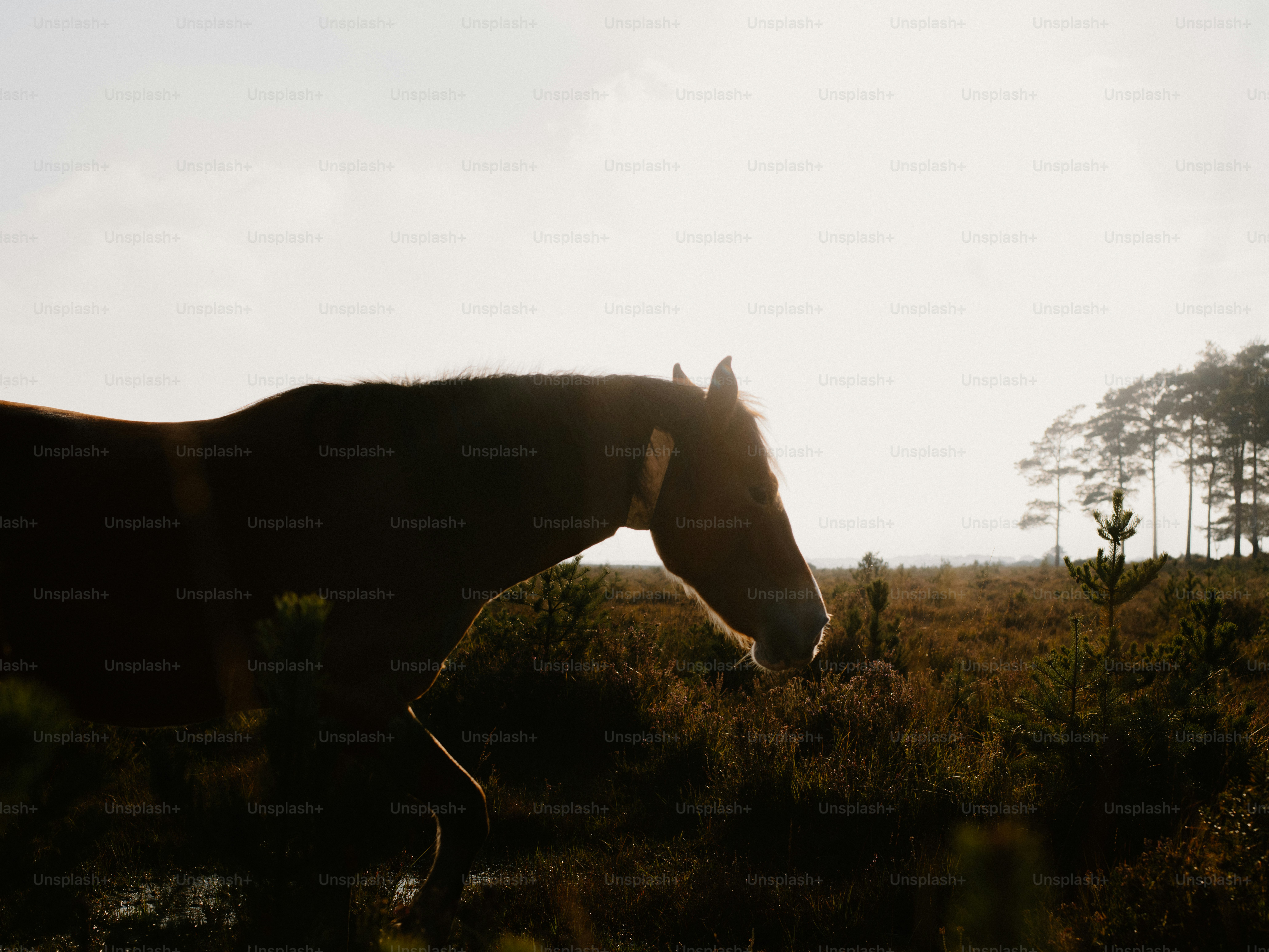 Horse walking through a misty field at sunrise.