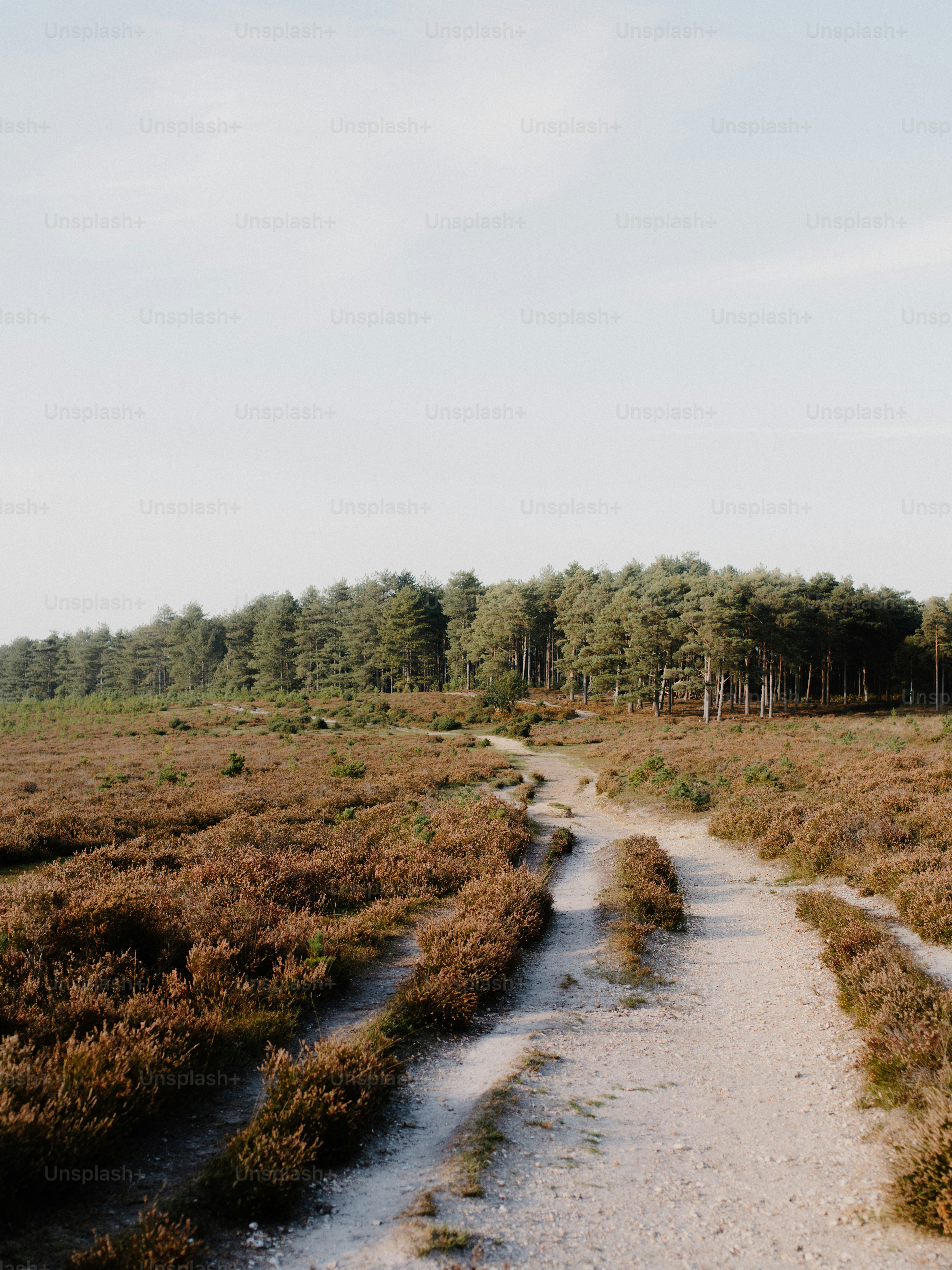 Jalan tanah melalui ladang heather menuju hutan pinus.