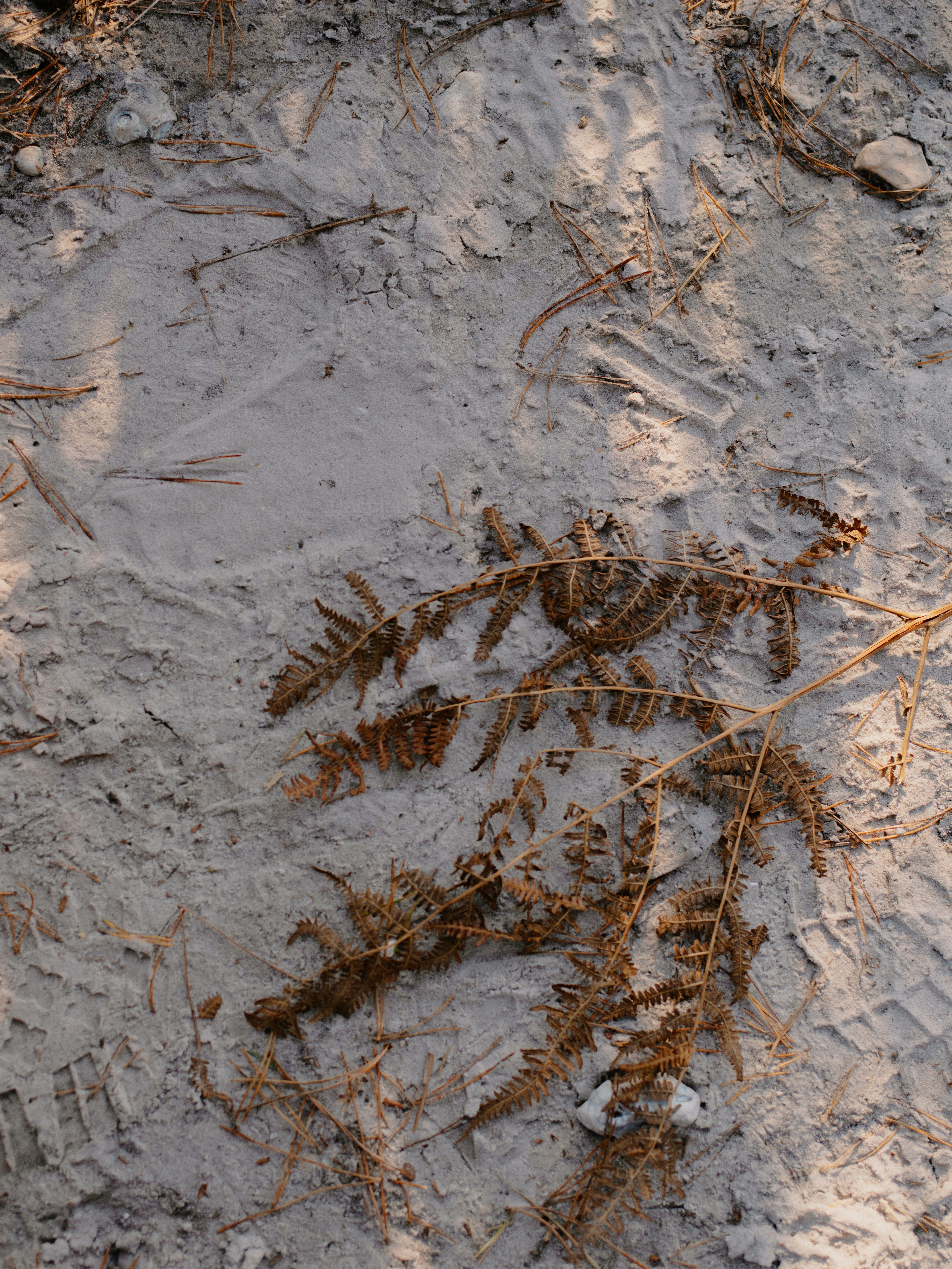 Felce essiccata su terreno sabbioso con impronte