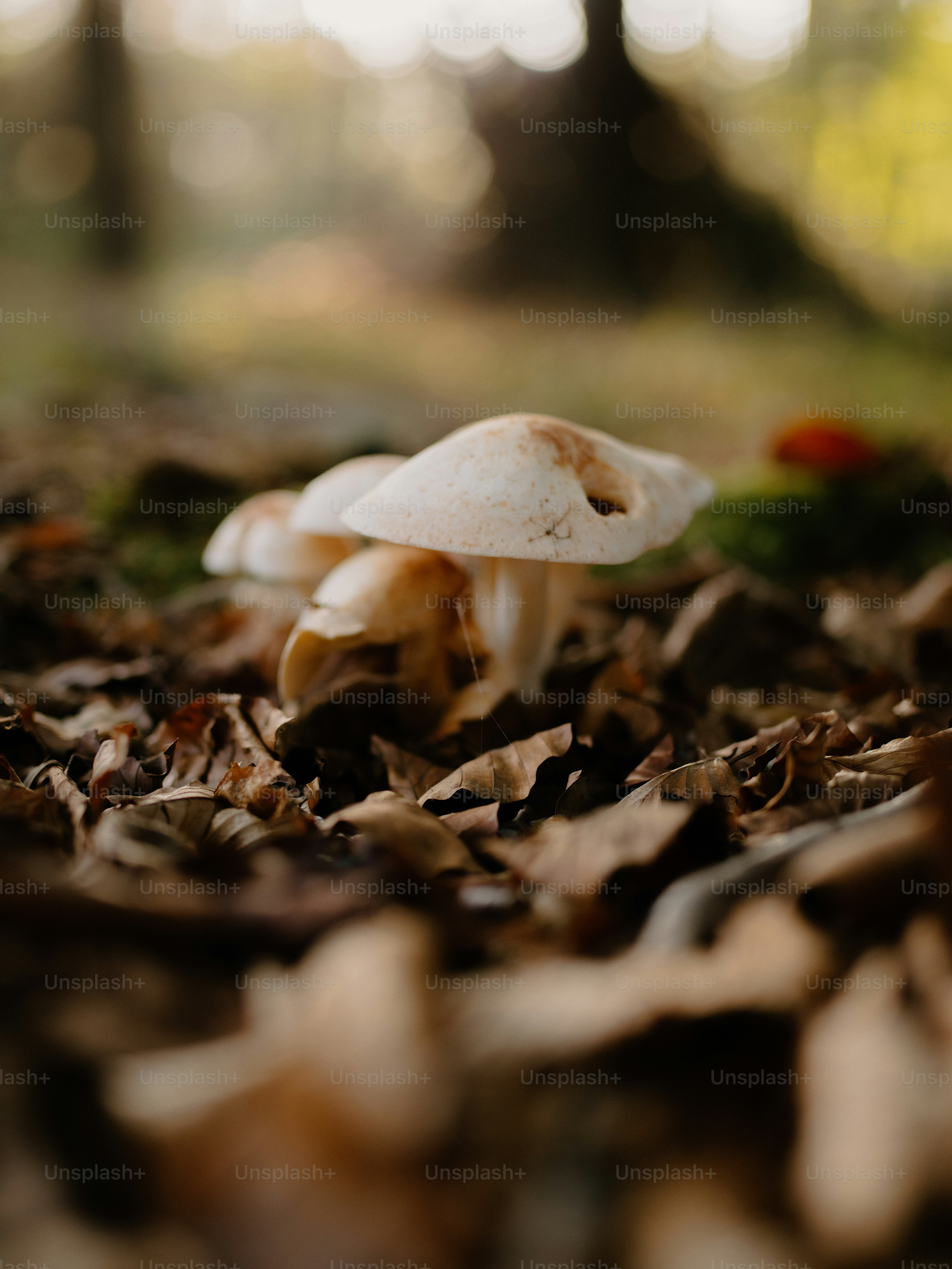 Pilze, die auf einem Waldboden zwischen Blättern wachsen.