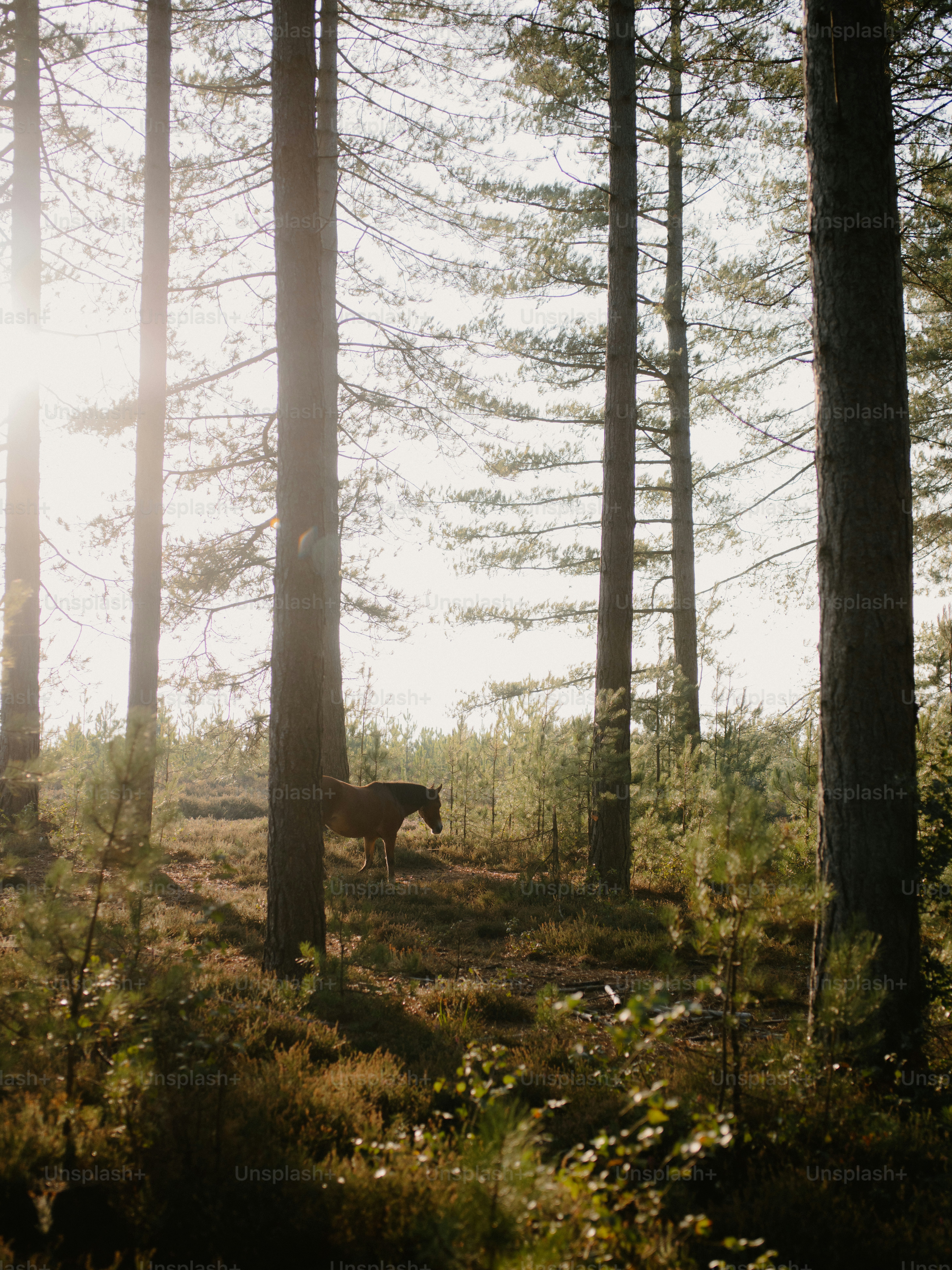 A lone horse stands in a sunlit forest clearing