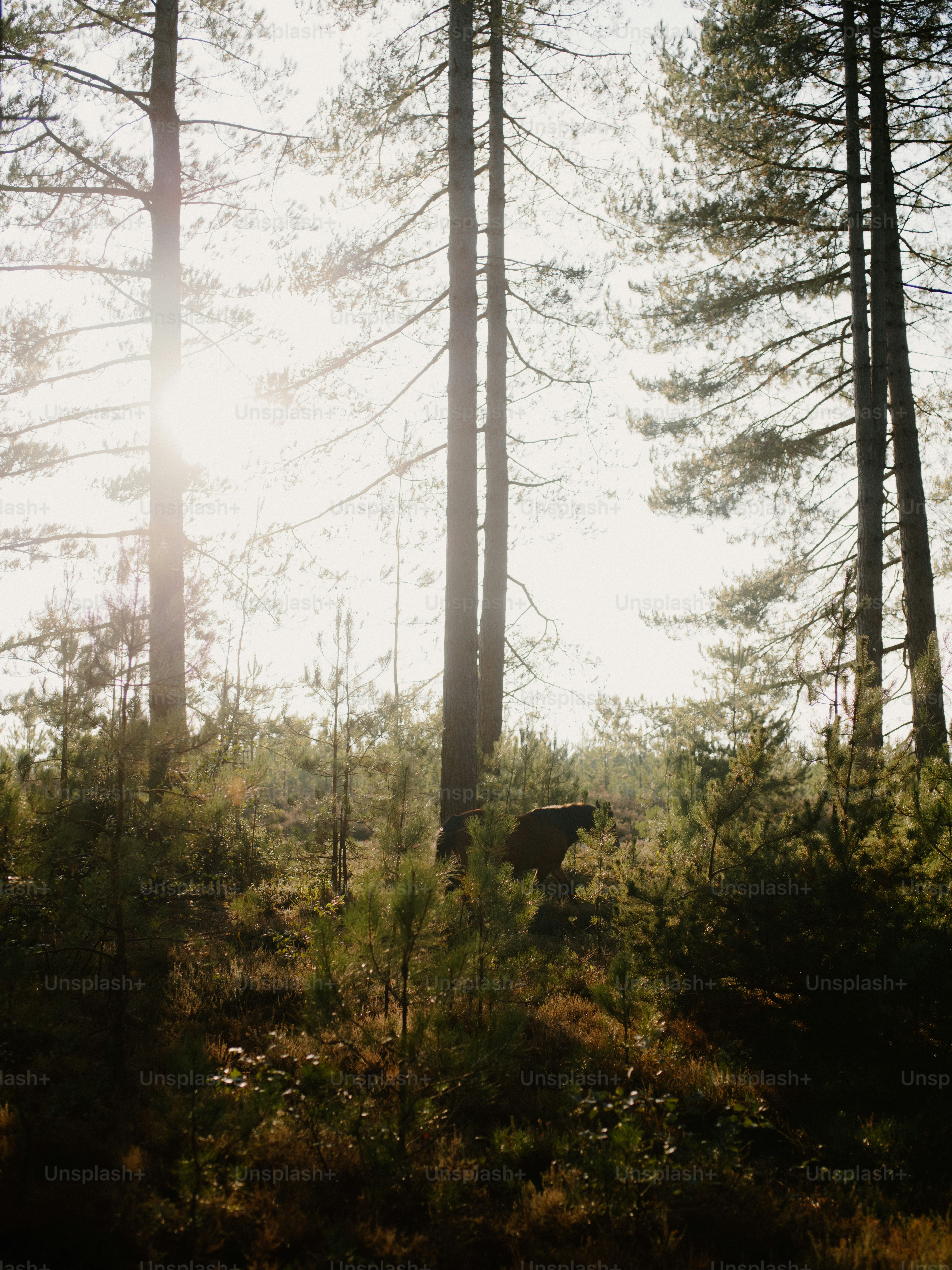 Sunlight streams through tall pine trees in a forest. photo – Forest ...