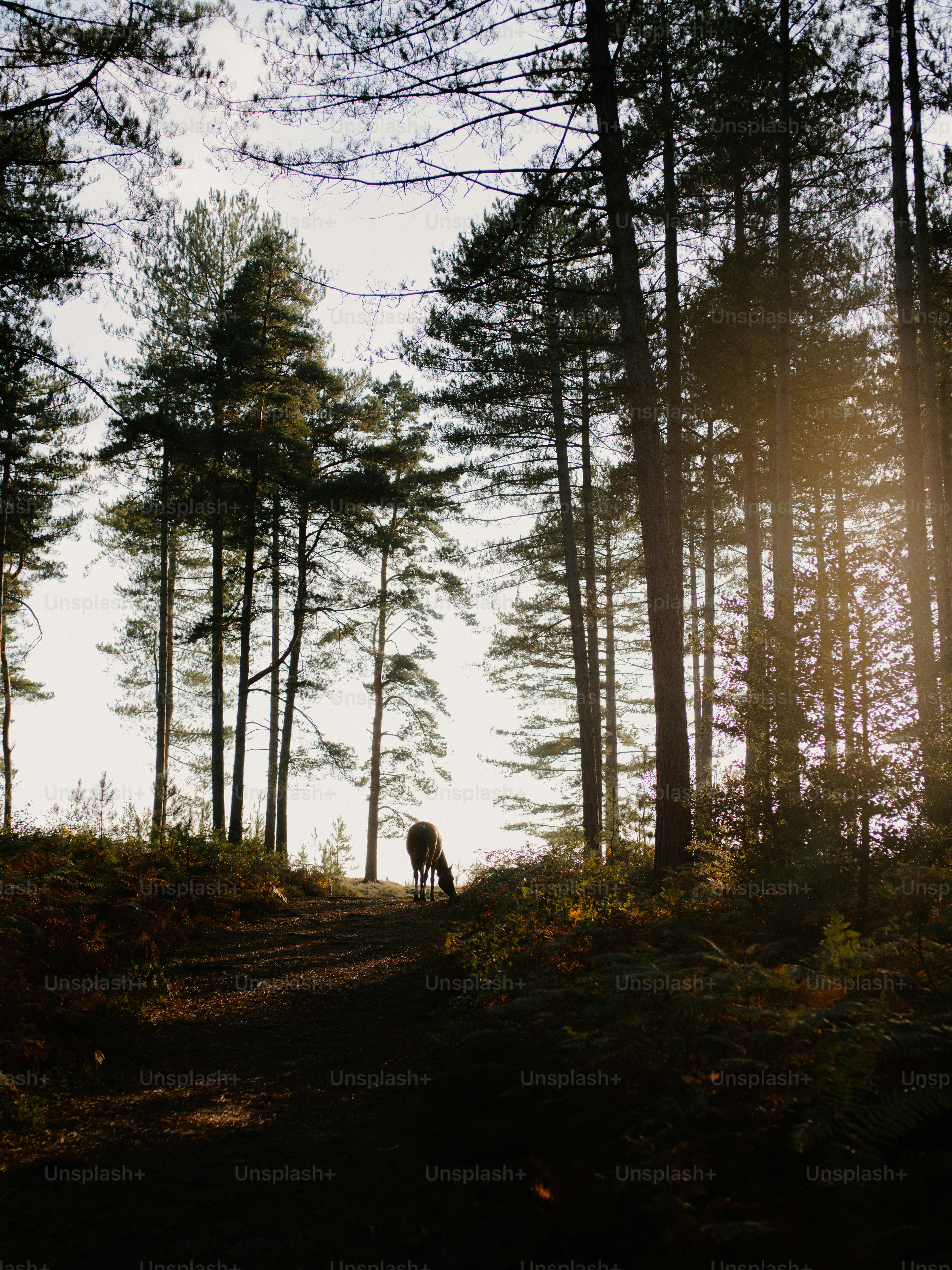 A lone deer walks on a forest path at sunset.