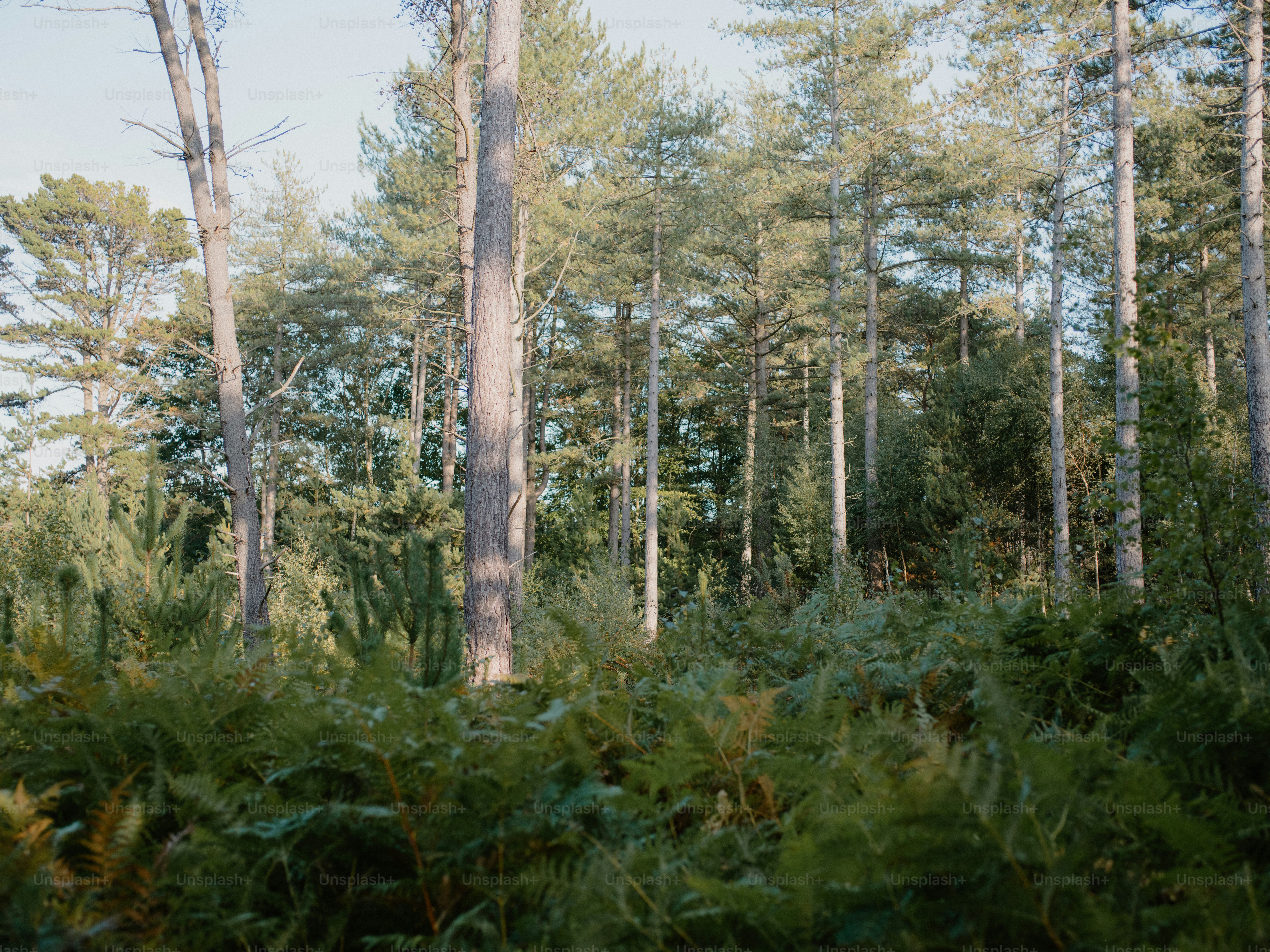 Tall trees and lush green ferns in a forest.
