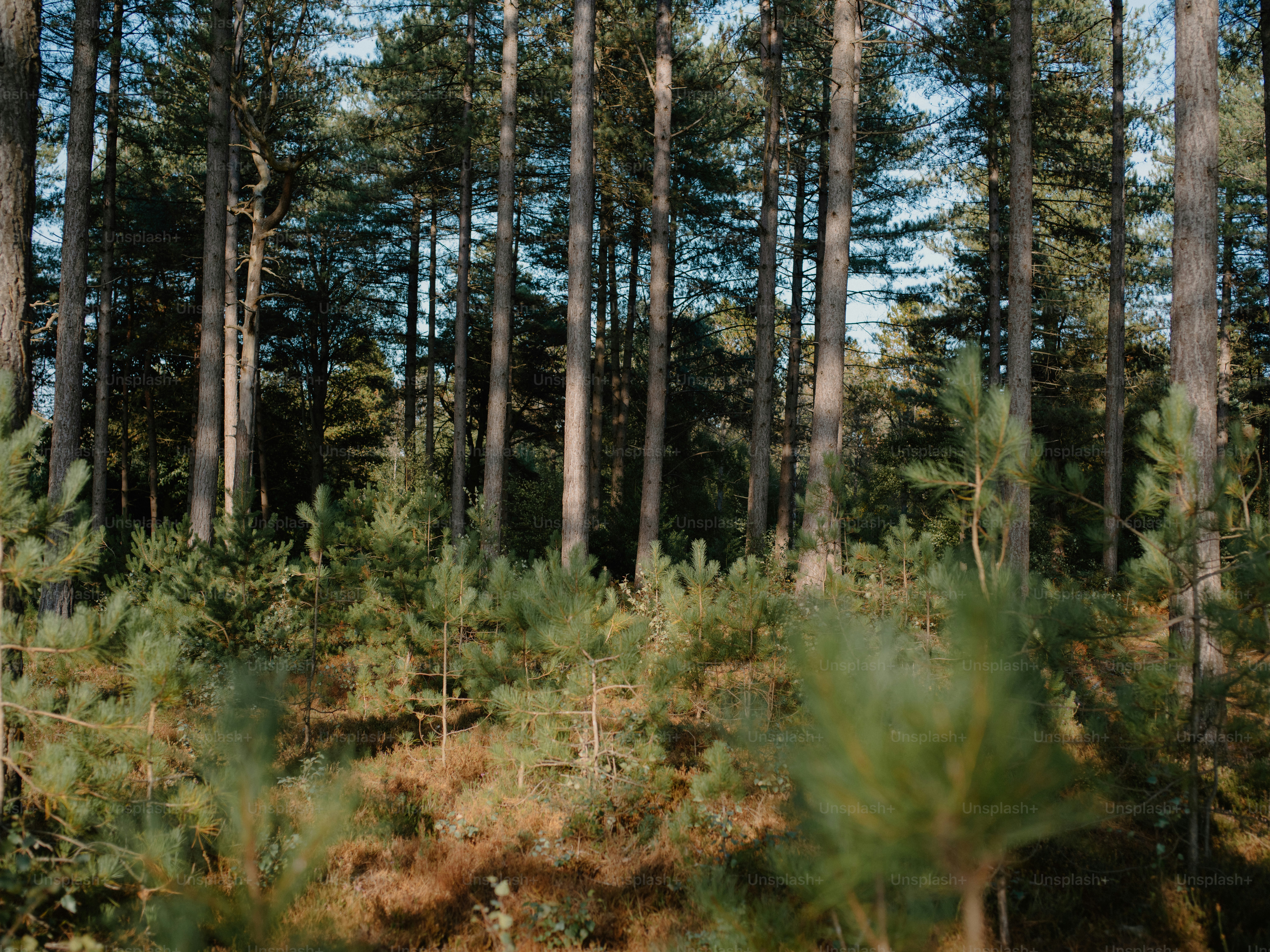 Tall pine trees in a dense forest setting. photo – Forest Image on Unsplash