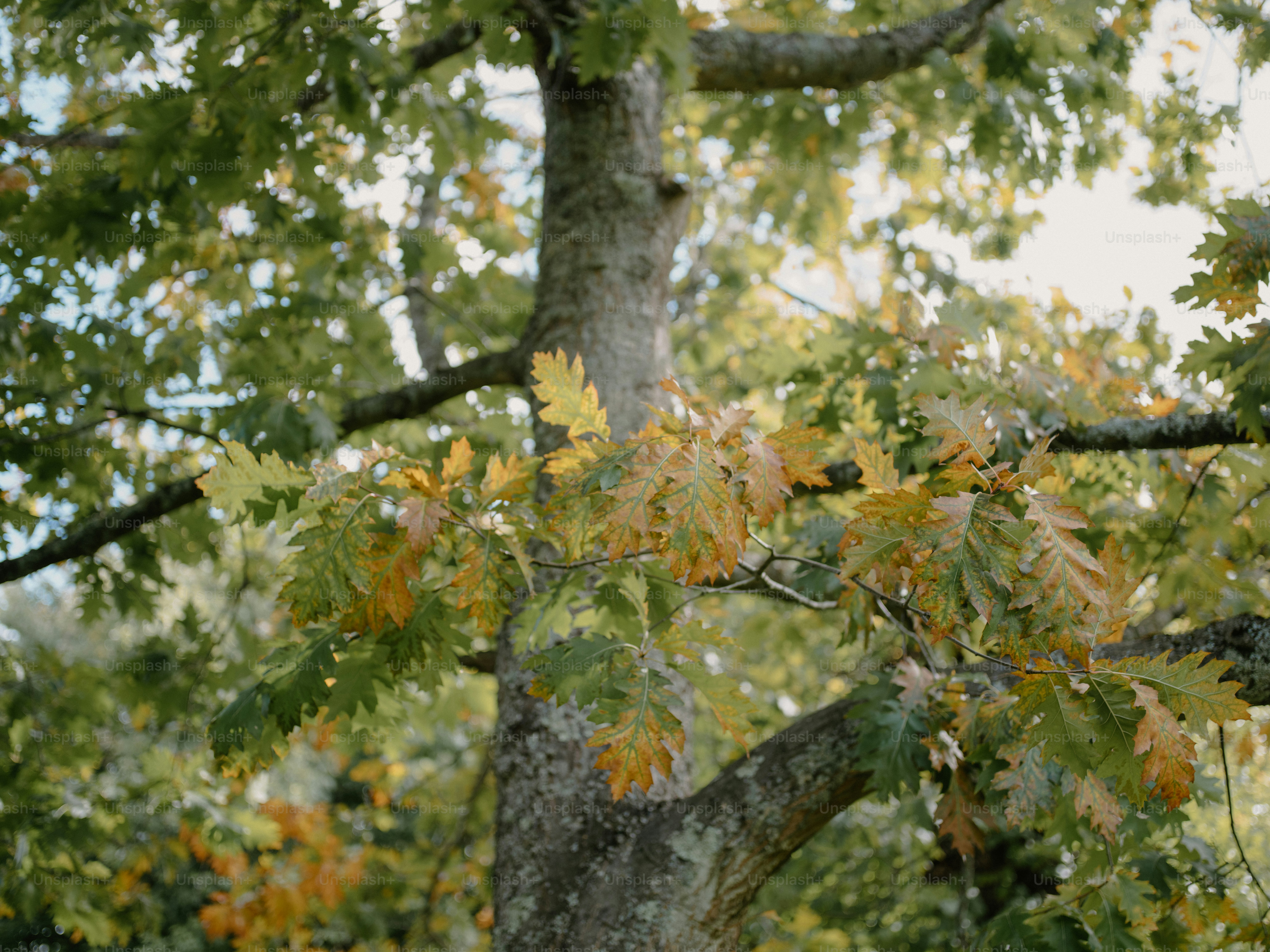 Branches de chêne avec des feuilles d'automne au soleil photo – Image de  Forêt sur Unsplash, image size:3000x2250