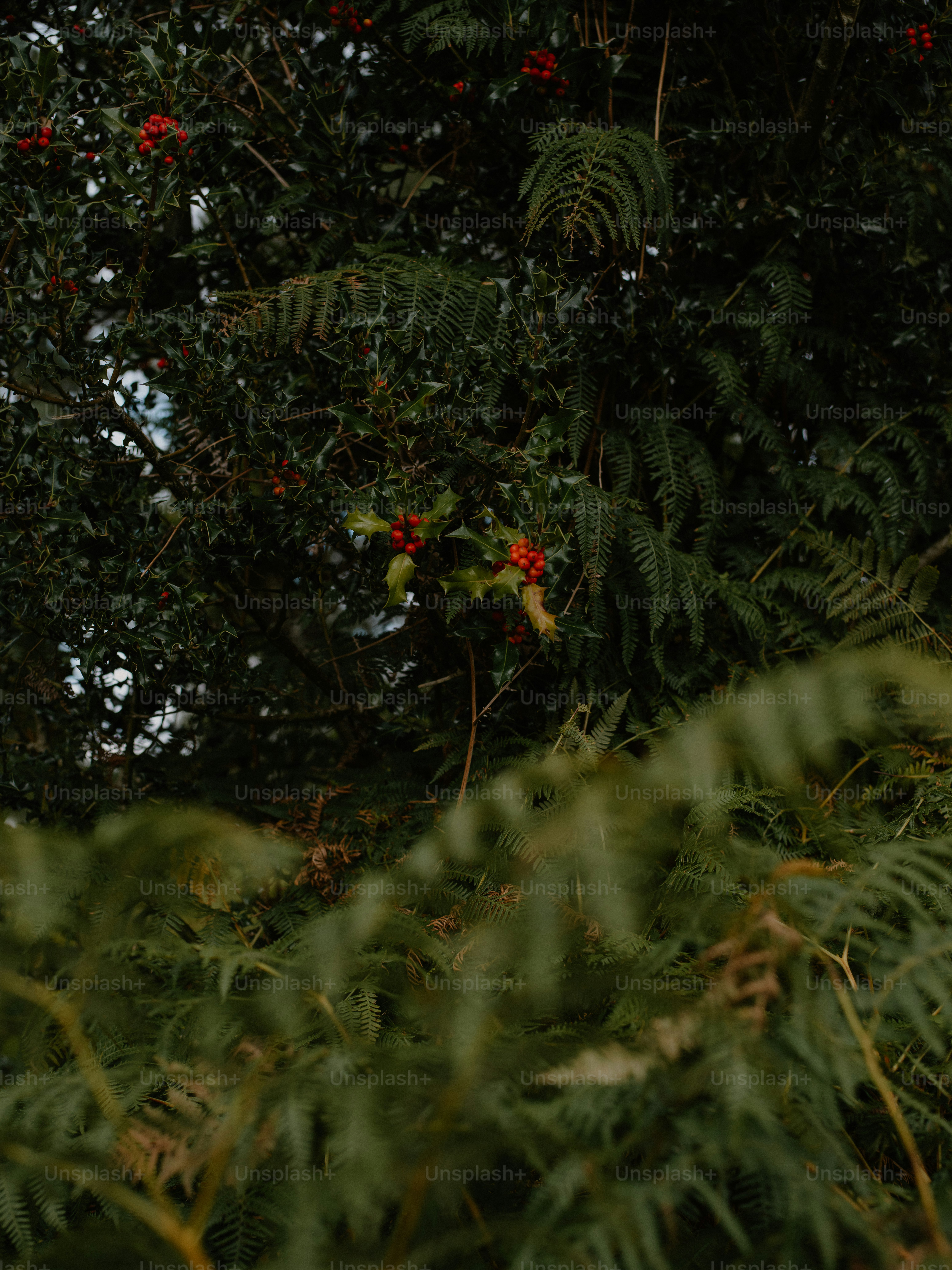 Holly berries and ferns in a forest setting.